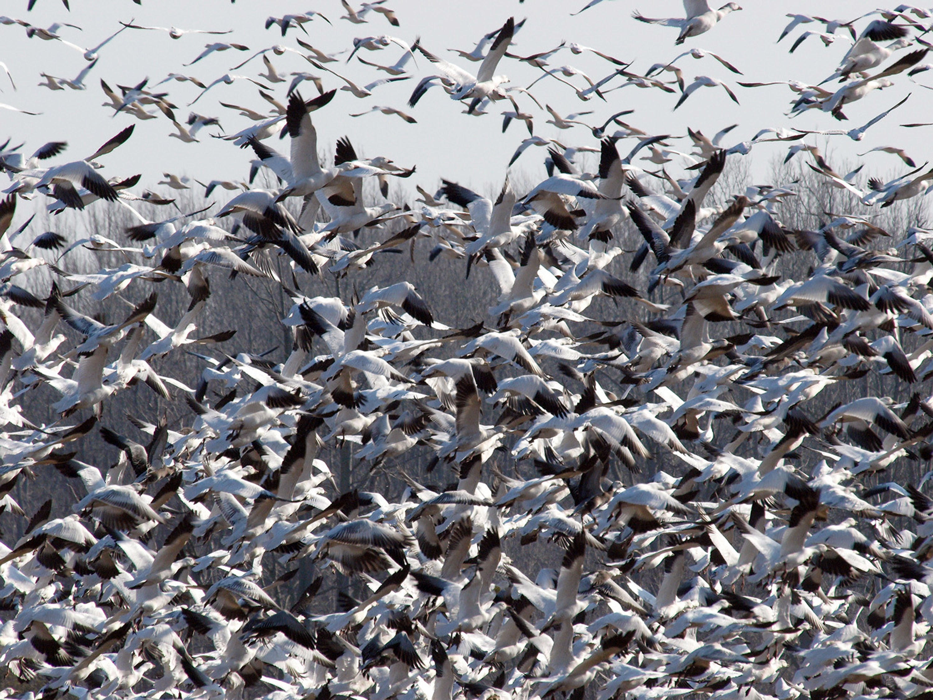 no people, animal wildlife, flock, abundance, sky, birds, water, zoology, flying, spread wings, large group of animals, seagull, animals in the wild, marine, HD Wallpaper