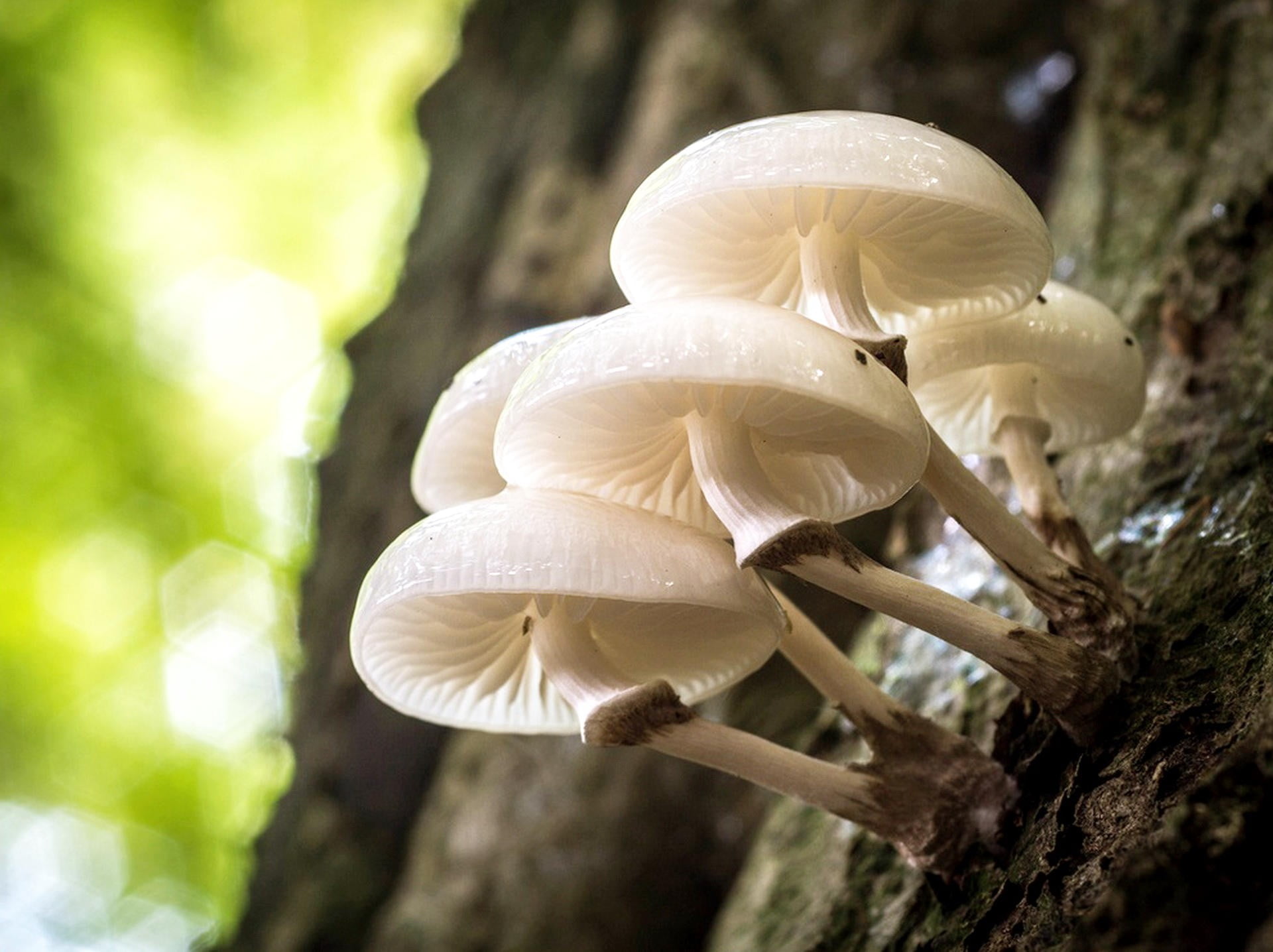 land, mushroom, growth, day, close-up, macro, beauty in nature, white, focus on foreground, outdoors, animal themes, white color, fungus, tree, forest, HD Wallpaper