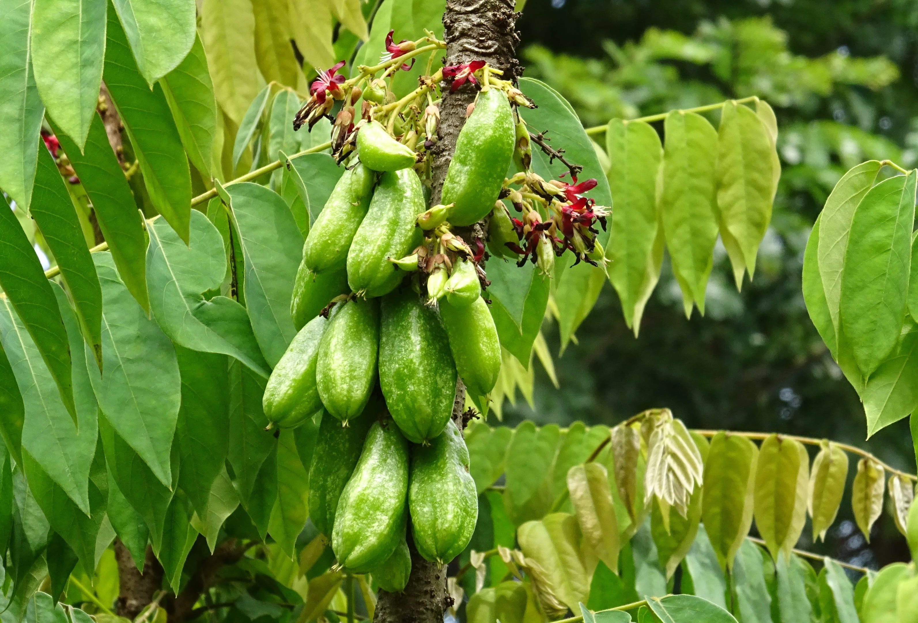 2K, edible, leaves, day, leaf, agriculture, wellbeing, india, healthy eating, freshness, dharwad, hanging, green color, plant part, Fruit, averrhoa, beauty in nature, HD Wallpaper