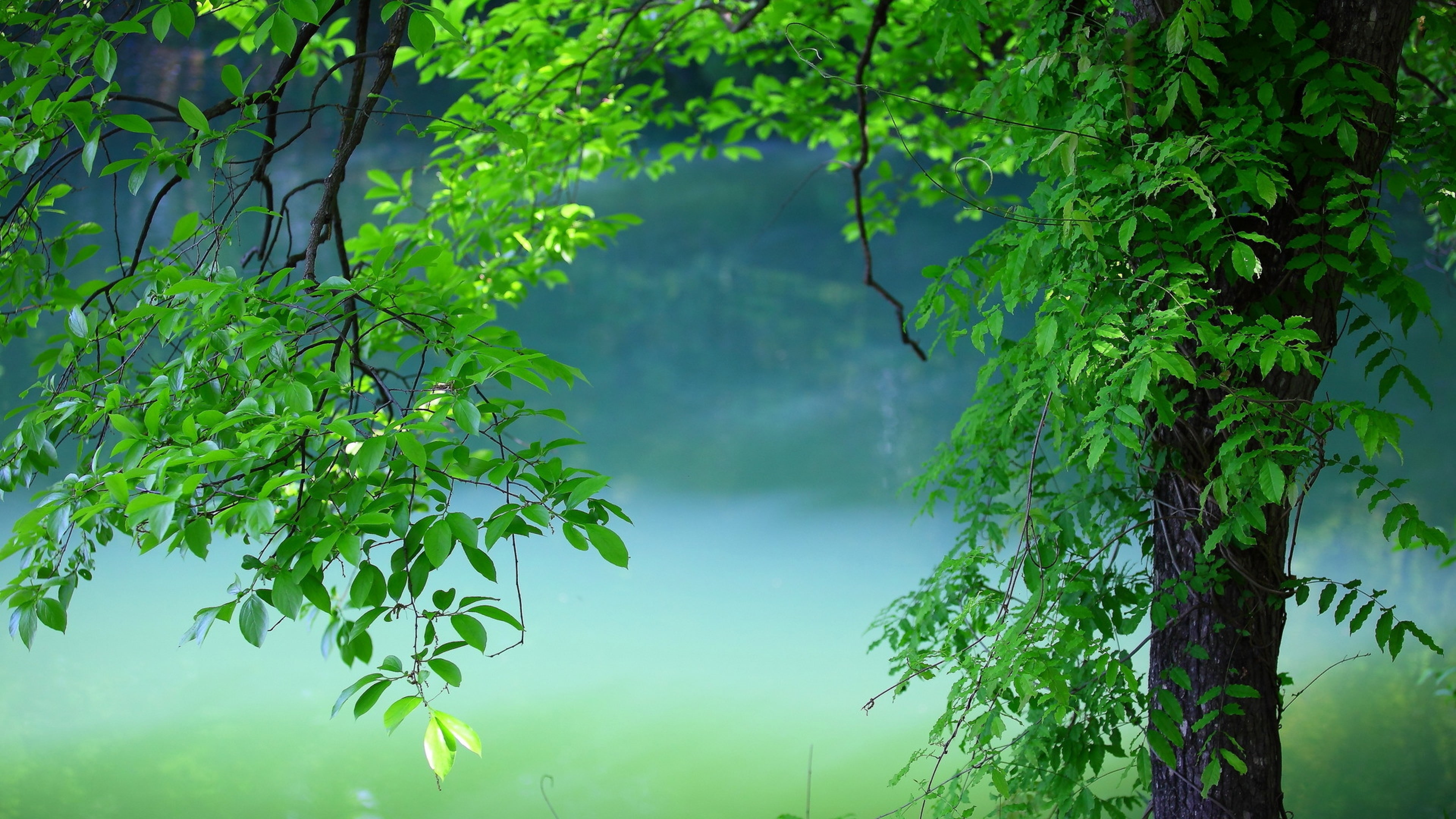 flora, tree, green leaves, green tree, green, 4K, nature, HD Wallpaper