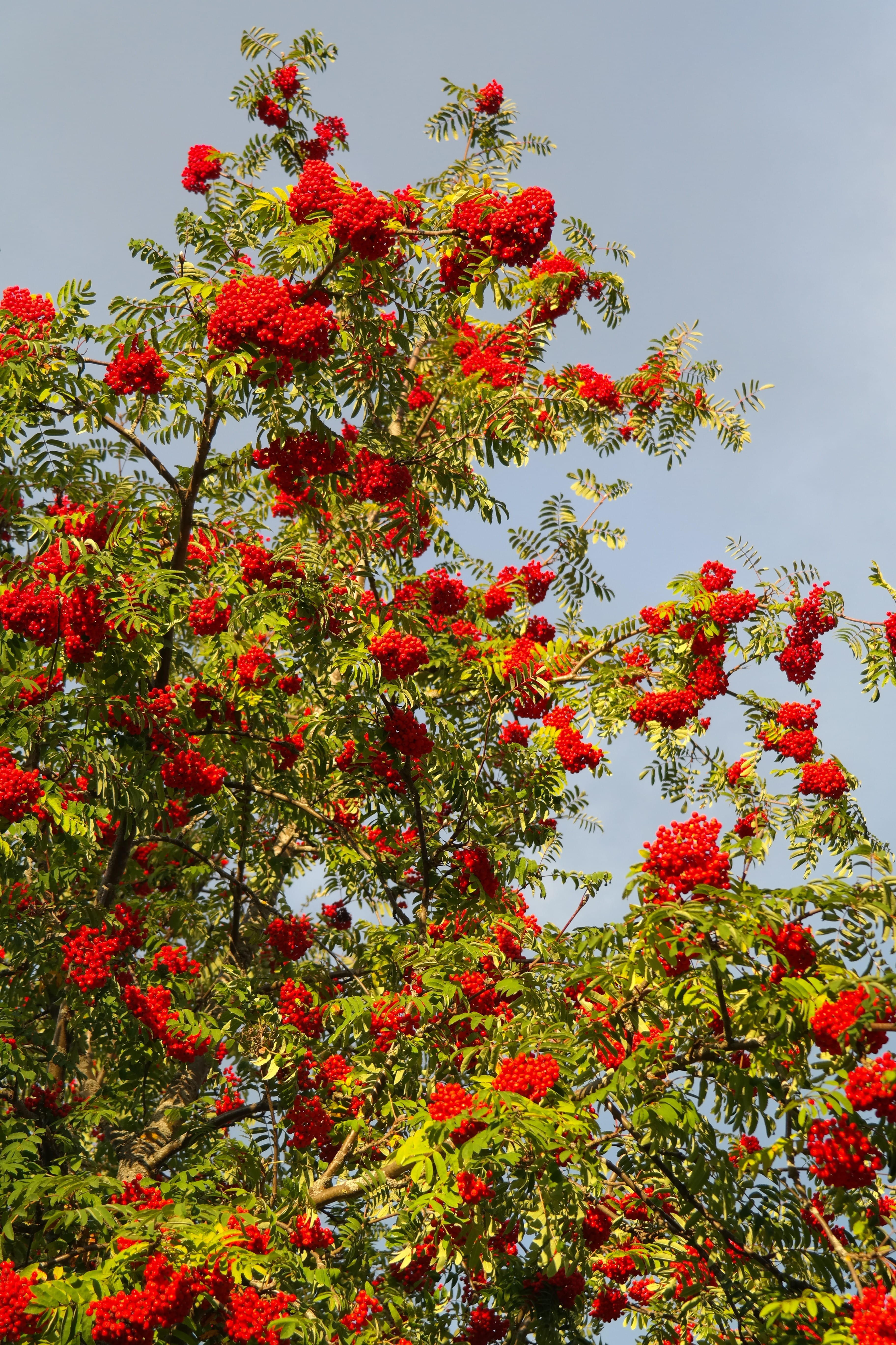 freshness, sorbus aucuparia edulis, close-up, lit up, growth, fruit, pyrus aucuparia, plant, low angle view, berries, sorbus aucuparia, ash, no people, Phone HD Wallpaper