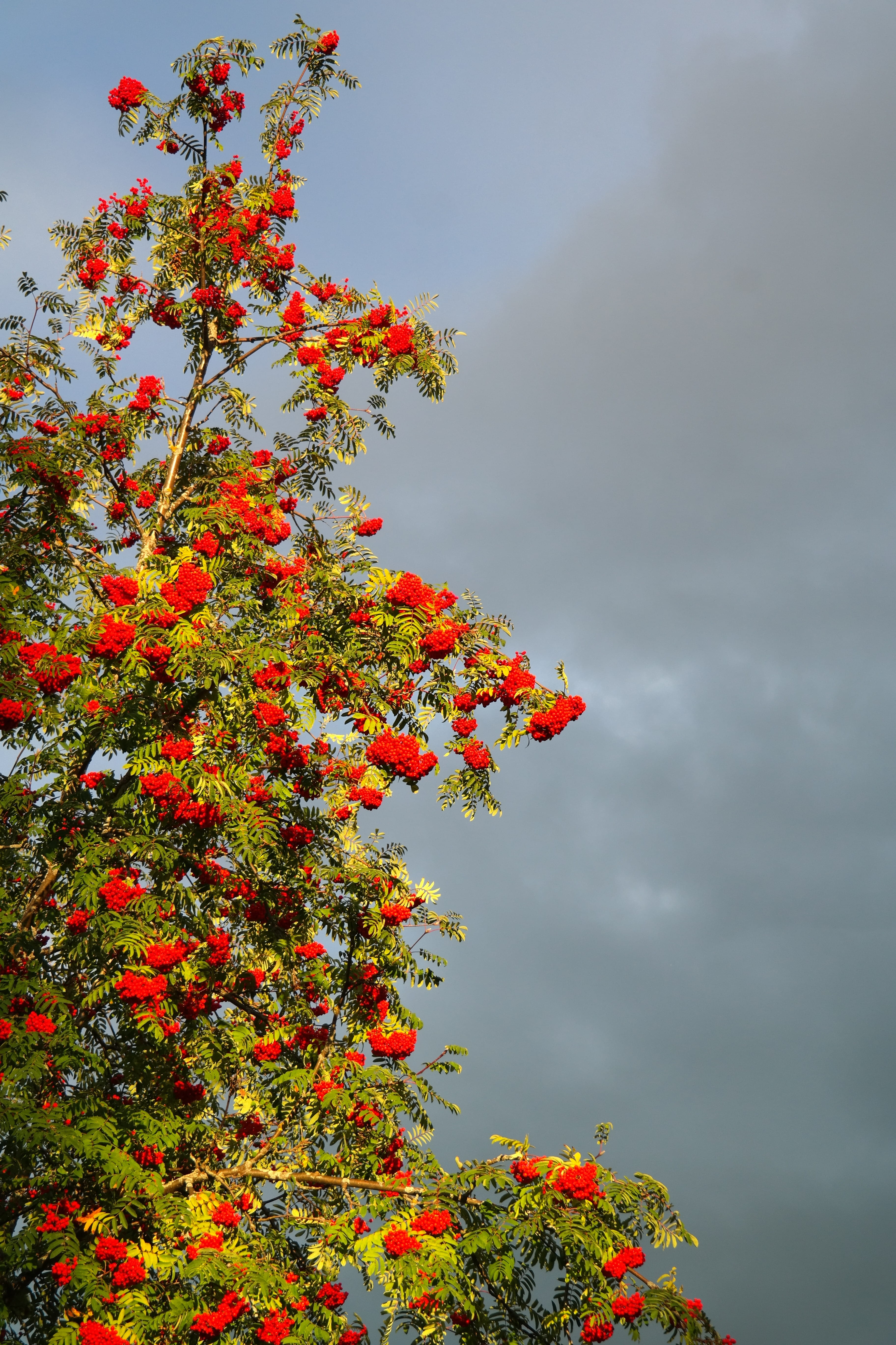 fruits, sky, krametsbeerbaum, lit up, flower, sorbus aucuparia dulcis, plant, beauty in nature, sun, mountain ash, low angle view, no people, orange color, Phone HD Wallpaper