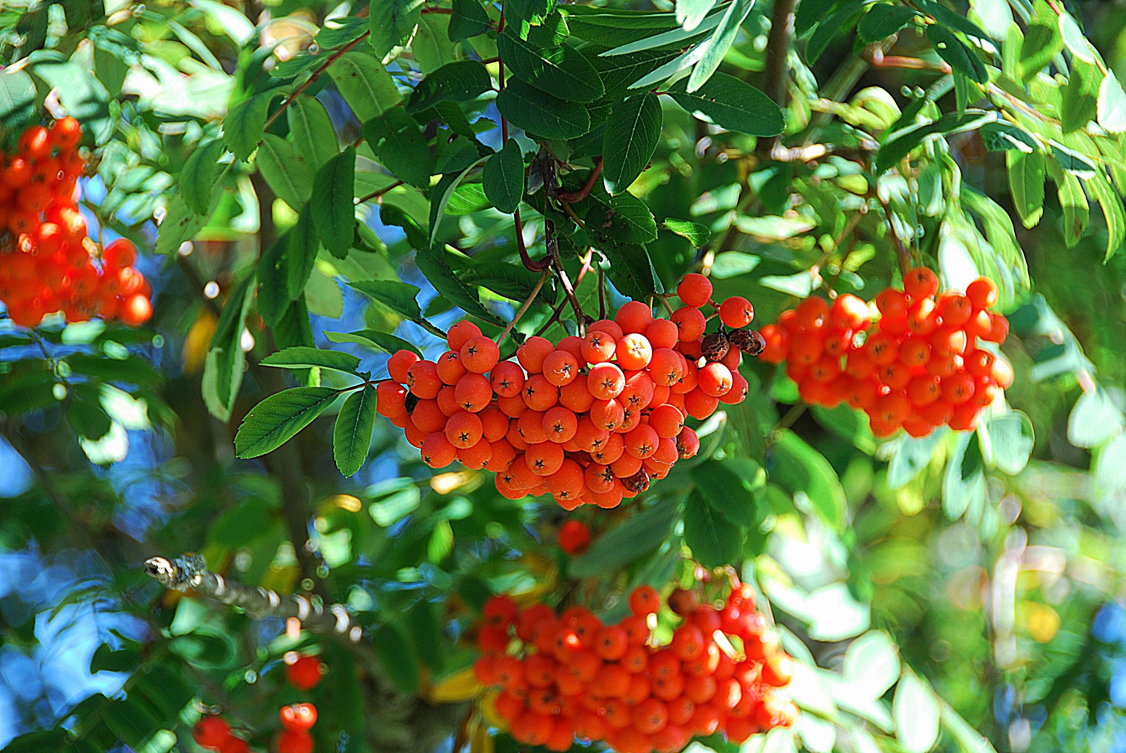 wellbeing, red fruit, daytime, food and drink, freshness, mountain ash, red currant, fruit, growing, 4K, rowanberry, red, rowan, outdoors, food, nature, HD Wallpaper