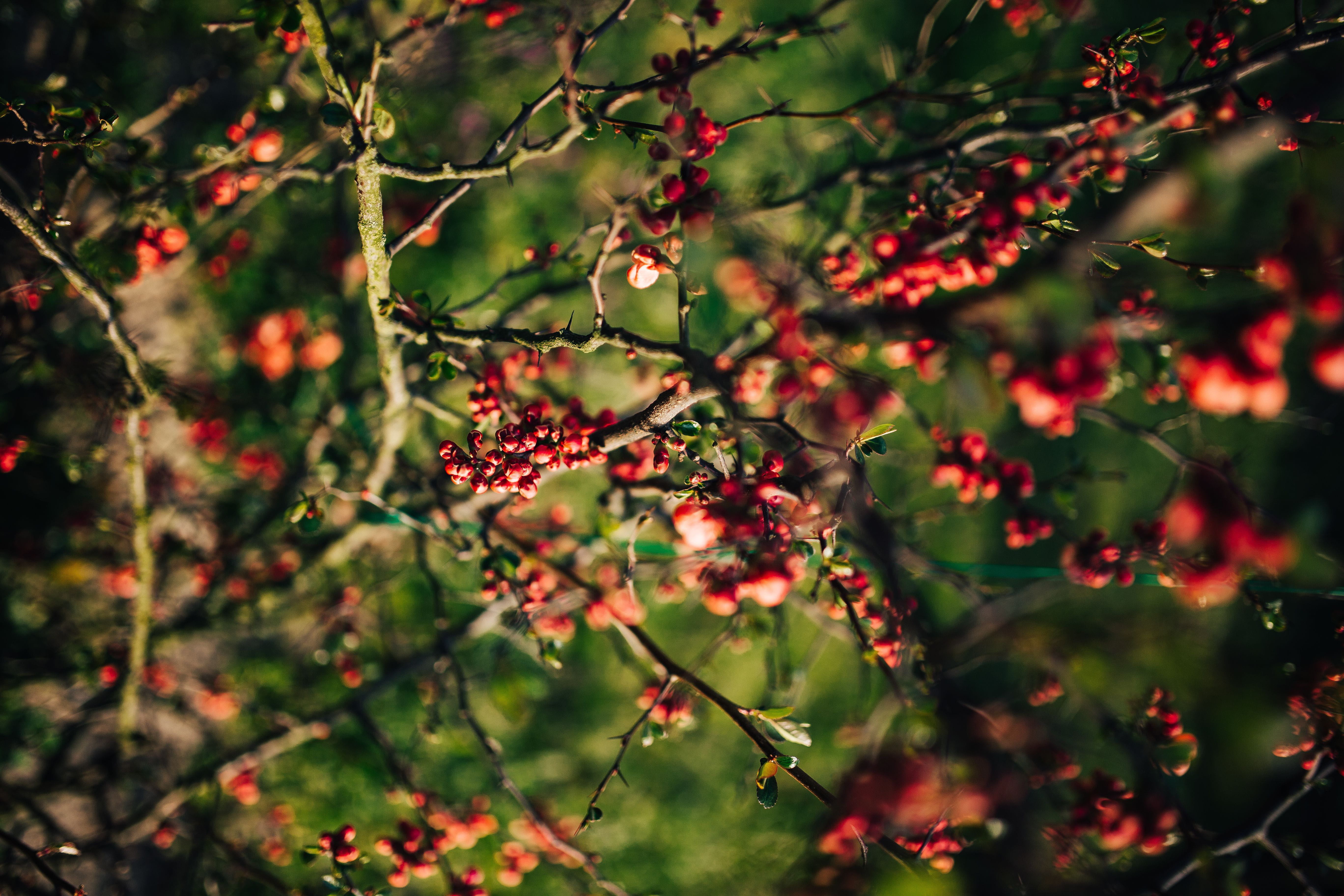 mountain ash, food and drink, outdoors, season, freshness, fruit, branch, berry fruit, forest, autumn, tree, healthy eating, day, woodland, focus on foreground, HD Wallpaper