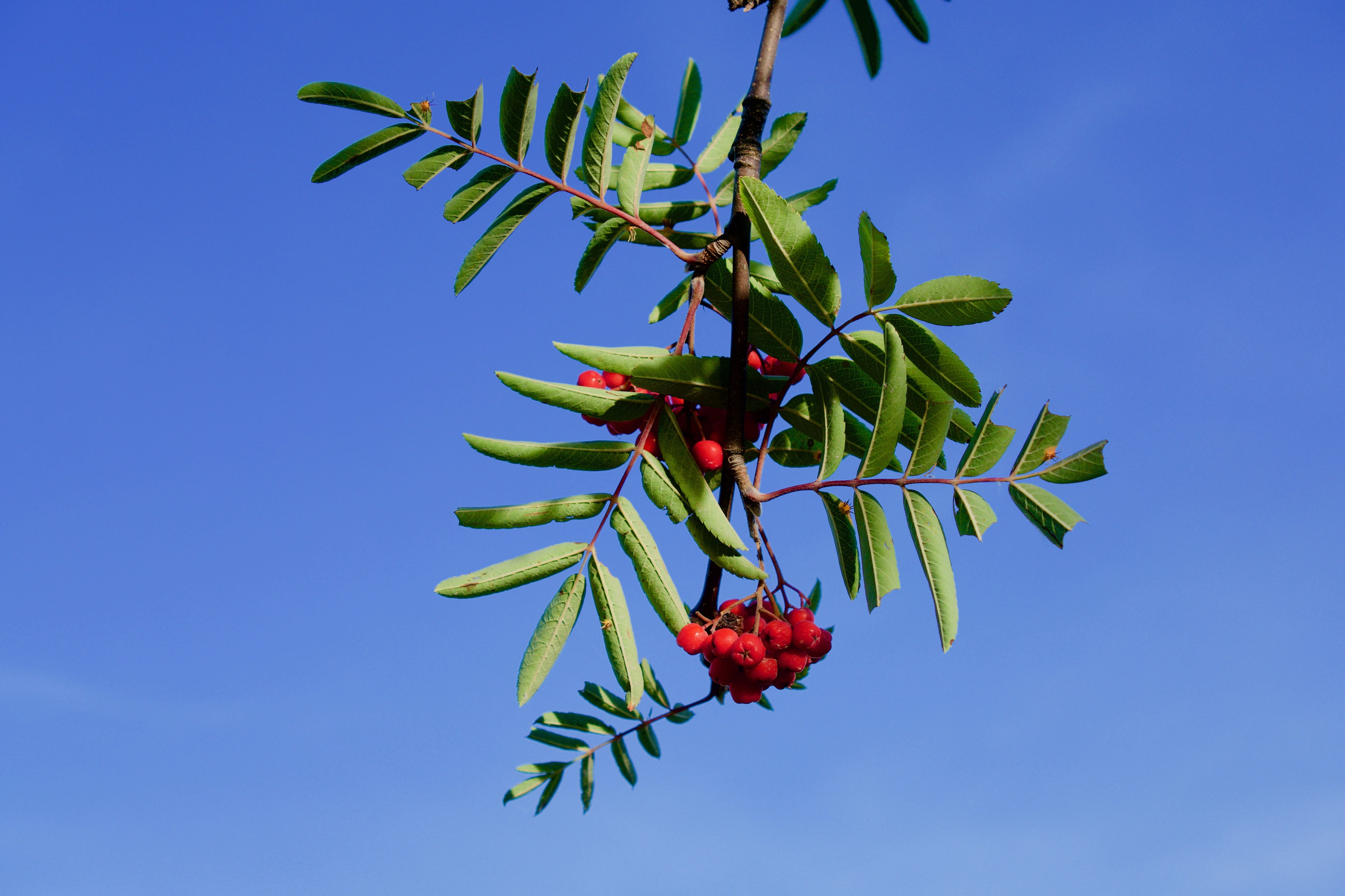 sky, leaf, green color, outdoors, growth, tree, no people, 5K, day, rubber, nature, ripe, red, blue, food and drink, rowan, plant part, choke berry, mountain ash, HD Wallpaper