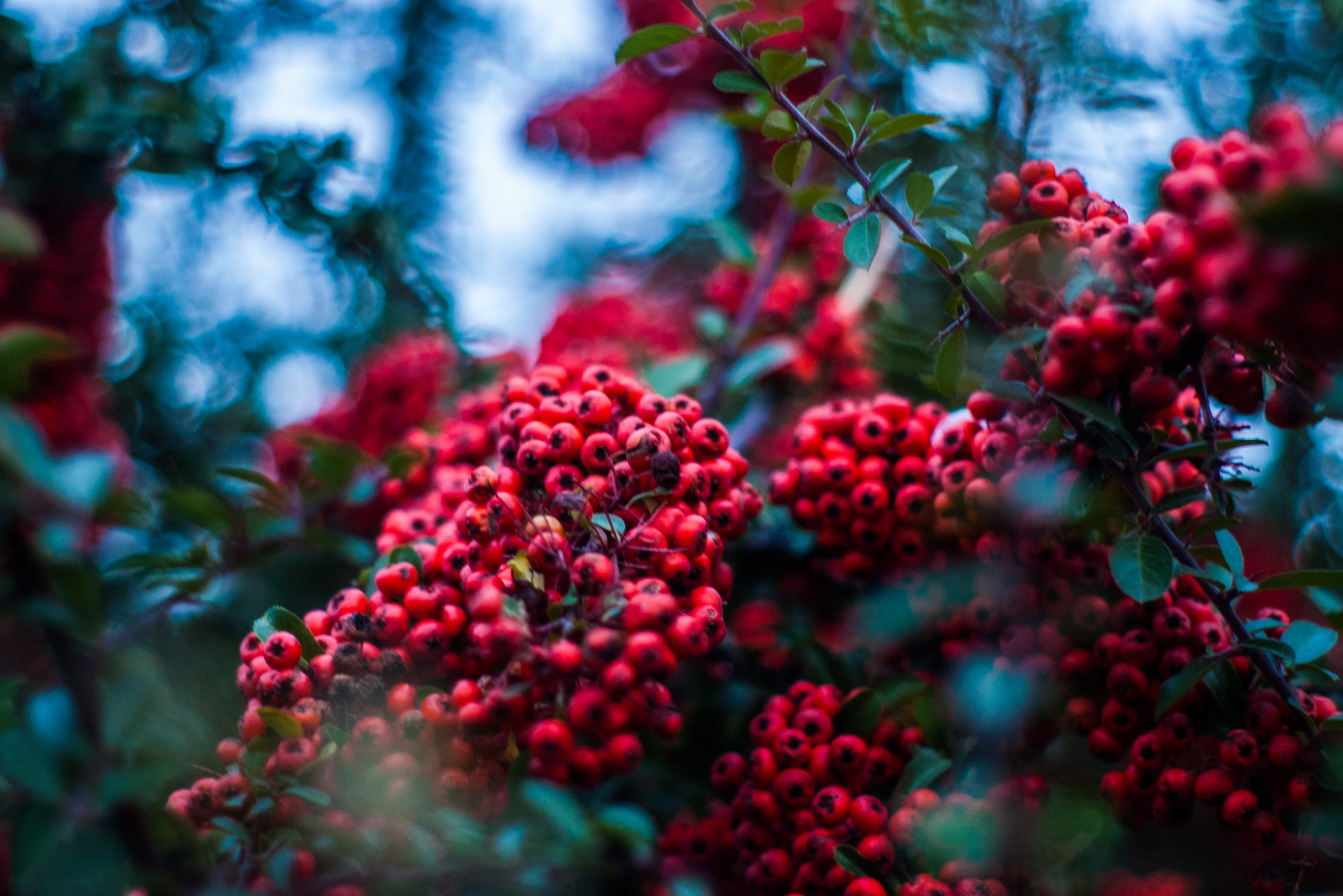 sorbus, plant, wild, tree, fruit, nature, selective, outdoors, red, wellbeing, red berry, 2K, berry, selective focus, summer, food and drink, depth of field, HD Wallpaper