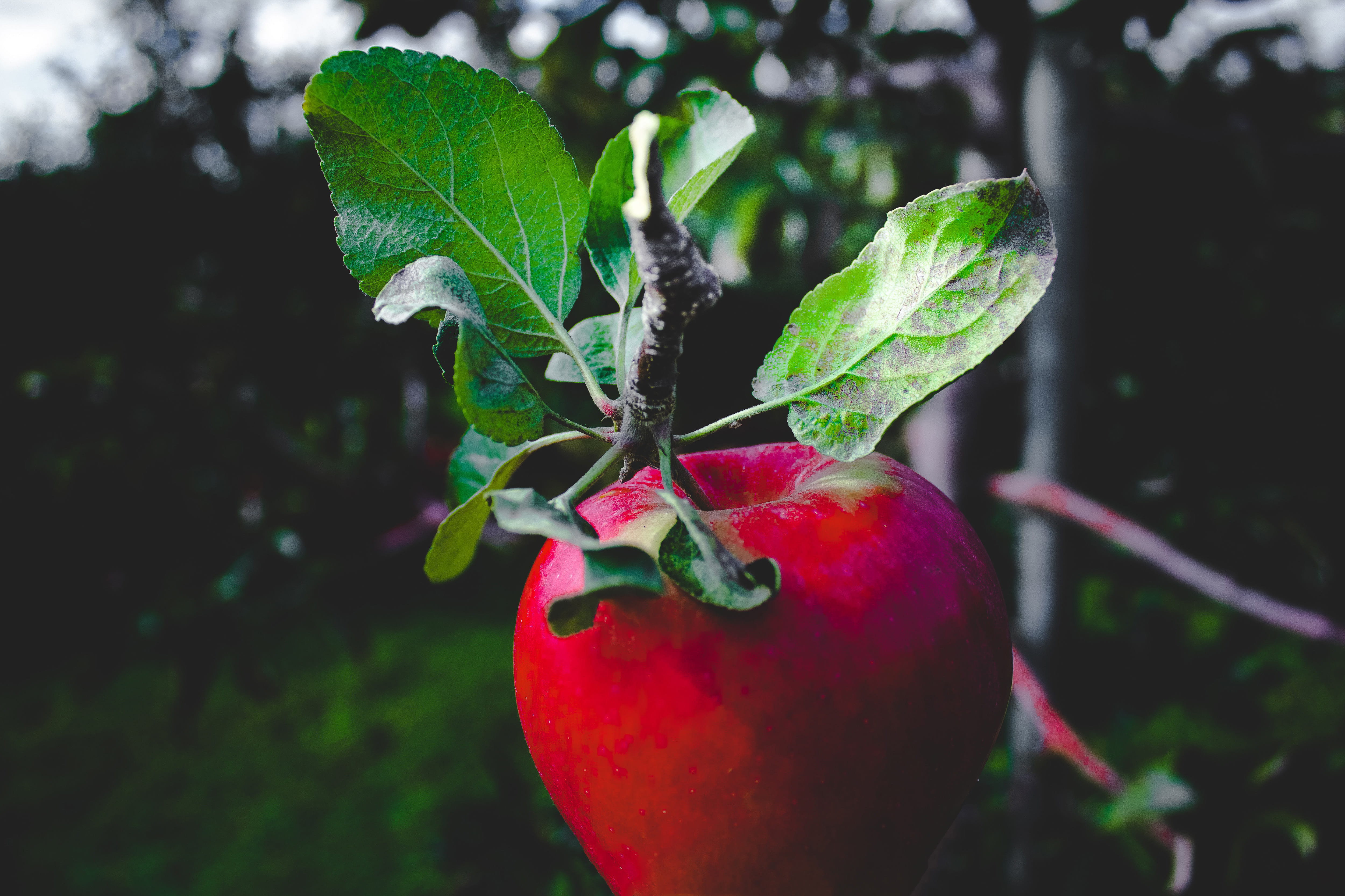 close-up, growth, red, leaf, agriculture, tree, summer, branch, food/Drink, 4K, healthy Eating, apple, ripe, Red apple, beauty in nature, plant, green Color, HD Wallpaper