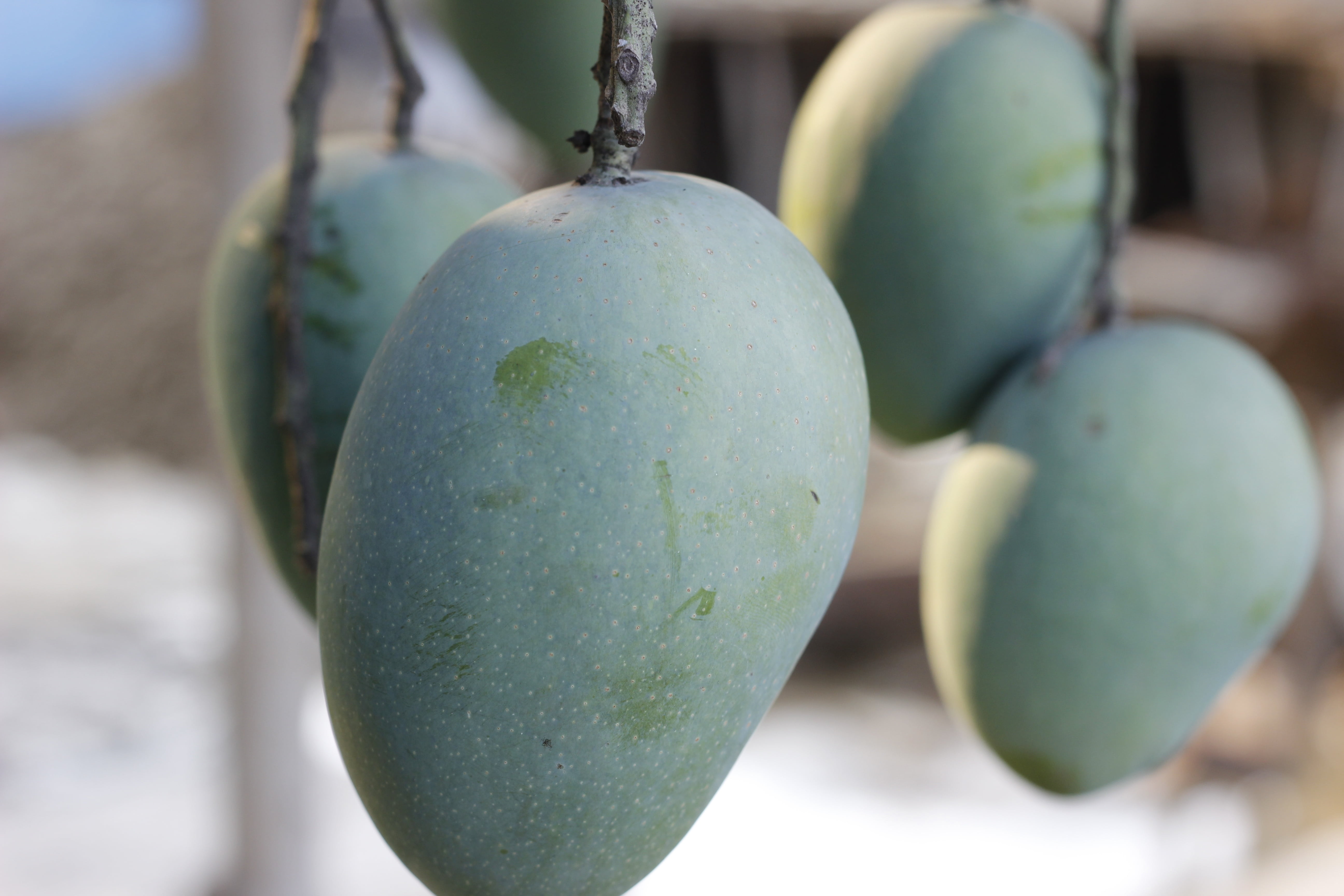 tropical fruit, nature, ripe, fruit, garden, wellbeing, close-up, natural, bunch, harvest, freshness, mango fruit, healthy eating, raw, plant, food and drink, HD Wallpaper