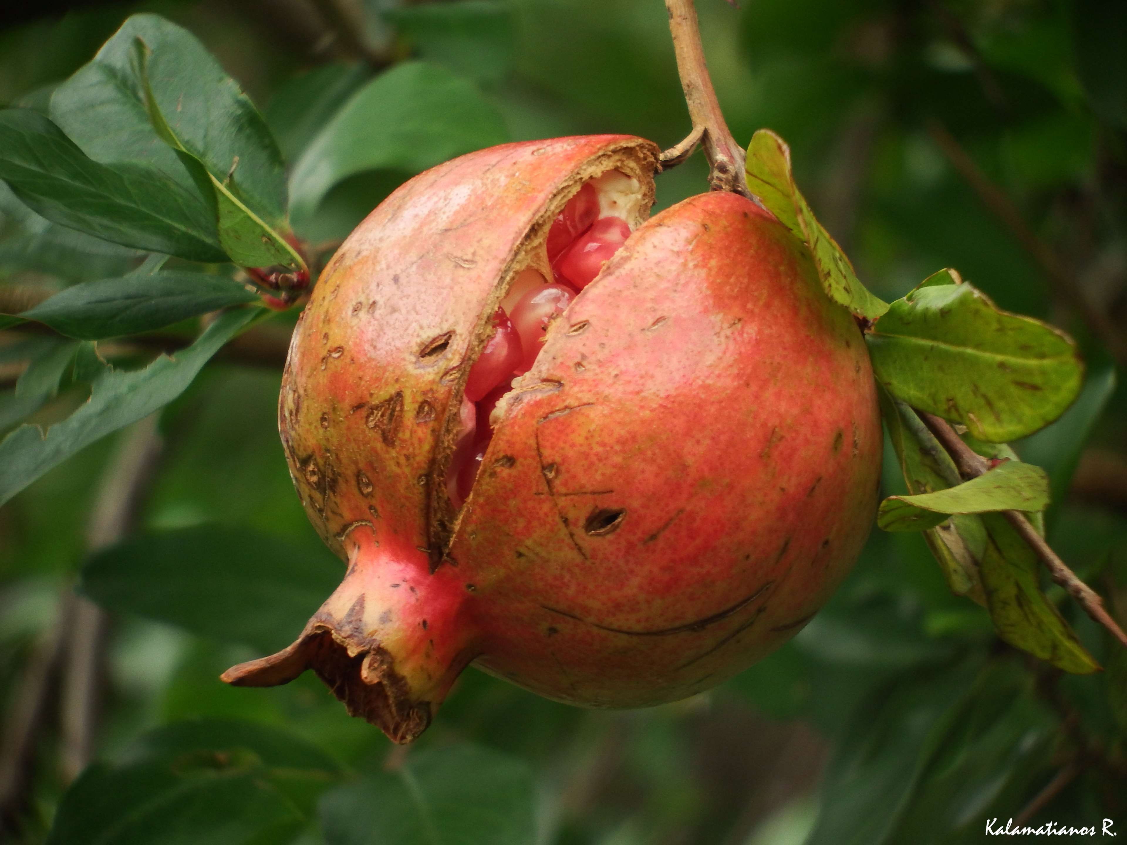 seeds, fruit, plant part, healthy eating, close-up, tree, pomegranate, growth, leaf, seed, outdoors, focus on foreground, food, wellbeing, ripe, nature, HD Wallpaper