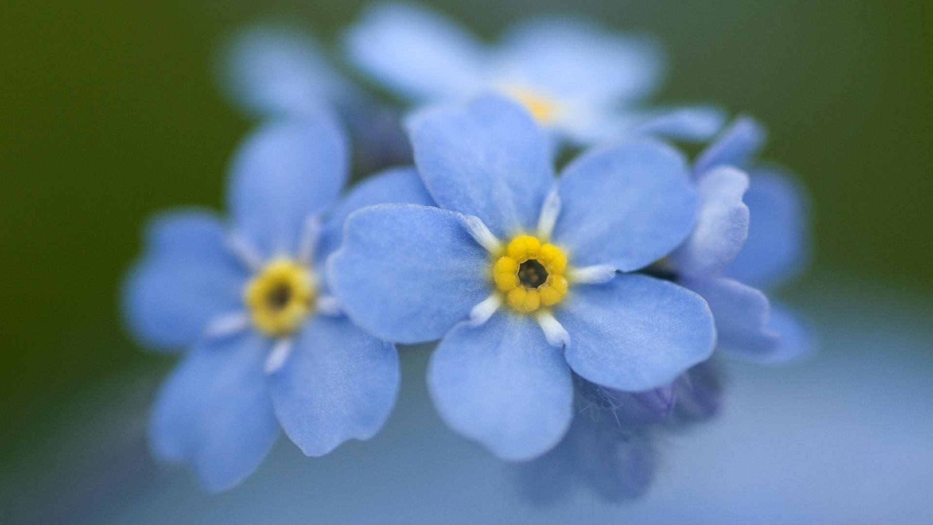 blue, 3d and abstract, 1080P, dainty, nature, flowers, photography, HD Wallpaper