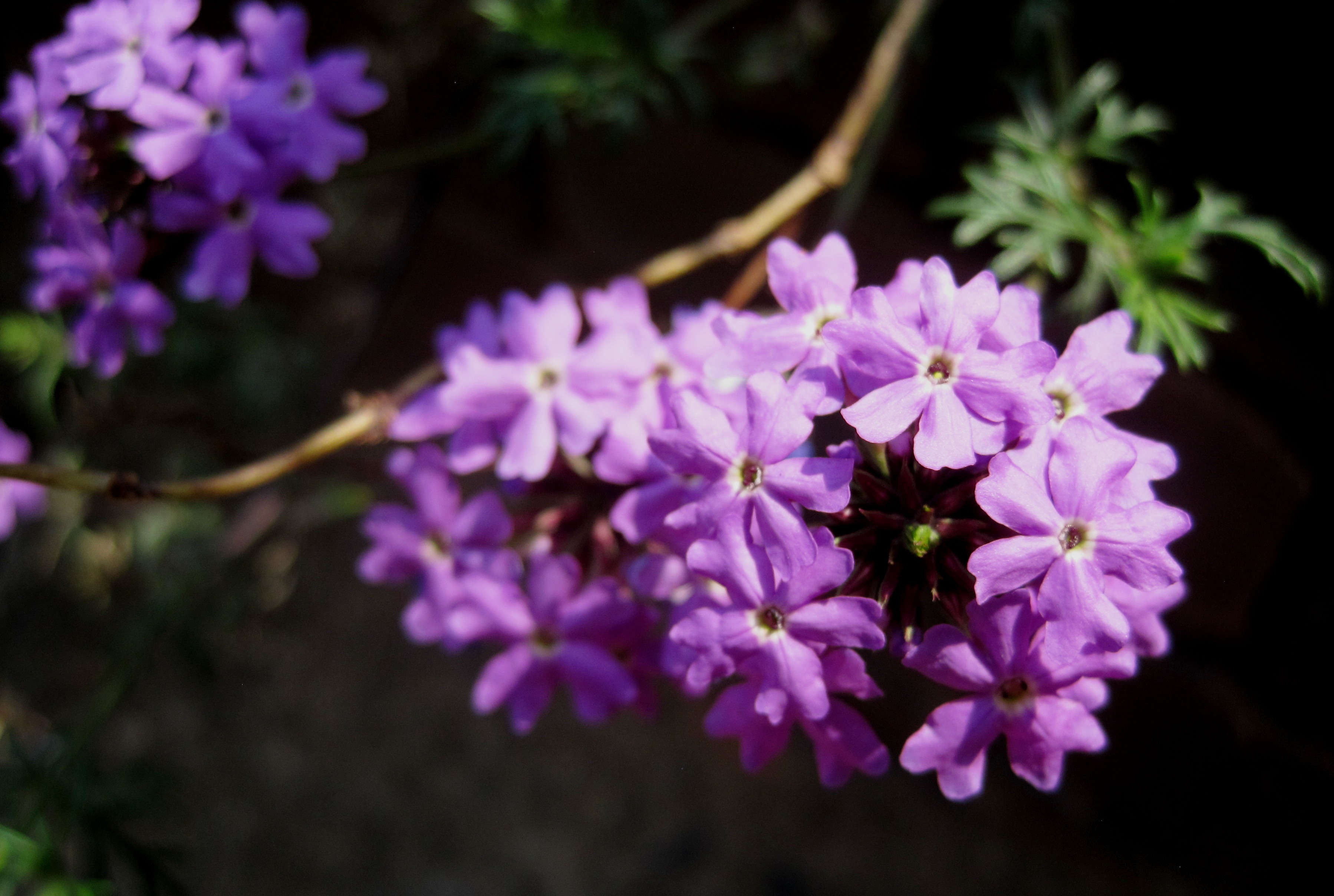 botany, composite, florets, springtime, nature, flower, dainty, beauty in nature, plant, purple, 2K, flowering plant, violet, no people, day, bunch of flowers, HD Wallpaper