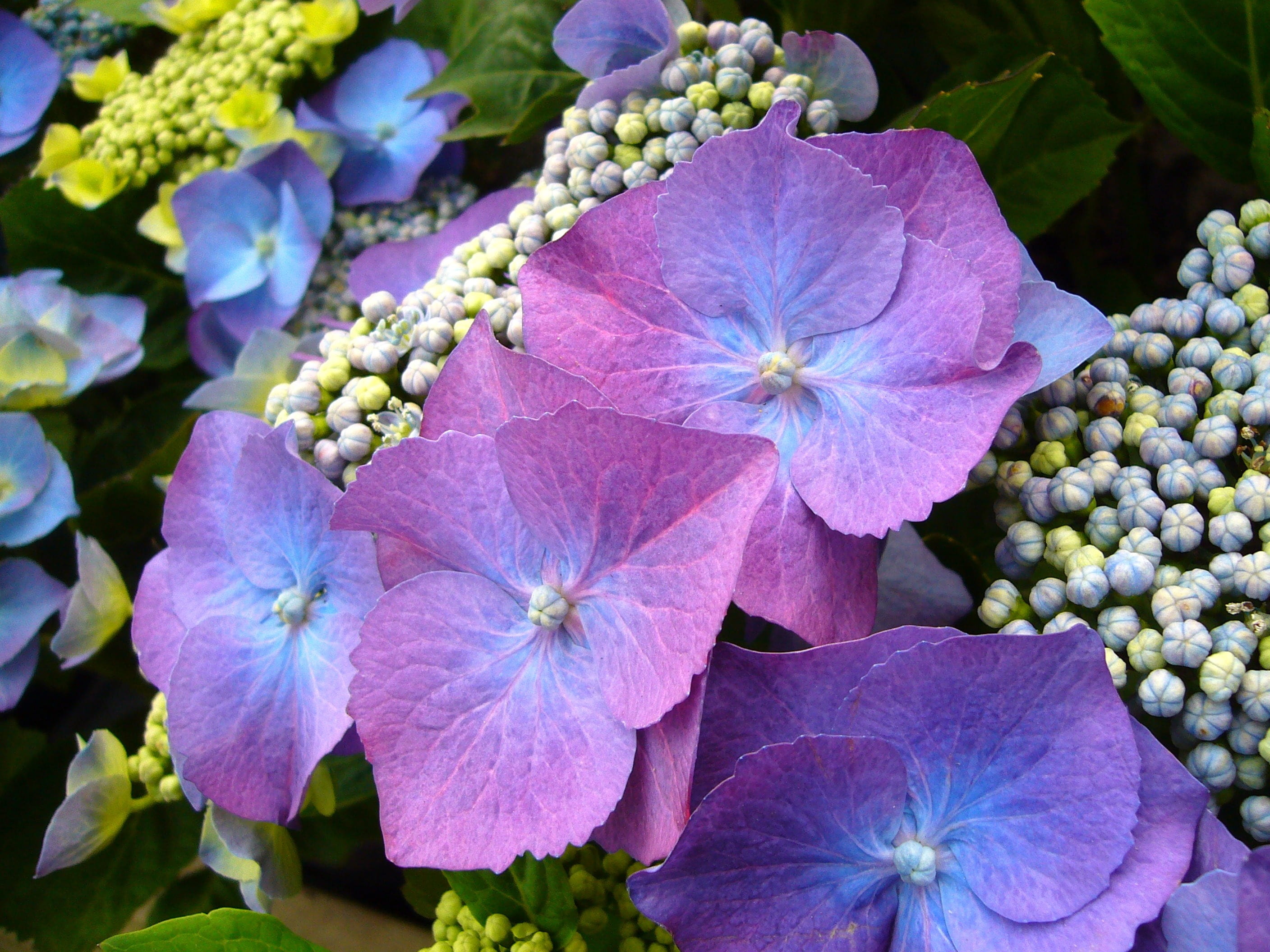 floral, fresh, inflorescence, blue hydrangea, environment, plant part, bunch of flowers, botanical, 2K, lilac, beauty in nature, purple, flowering plant, HD Wallpaper