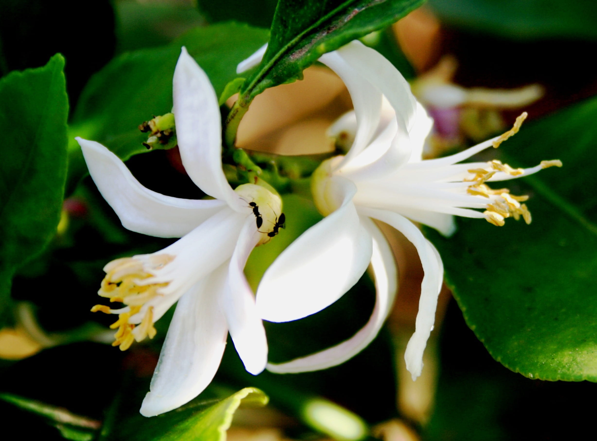 lemon, 1080P, bouquet, growth, petals, springtime, dainty, beauty in nature, day, inflorescence, flower, close-up, outdoors, freshness, plant, flowering plant, HD Wallpaper