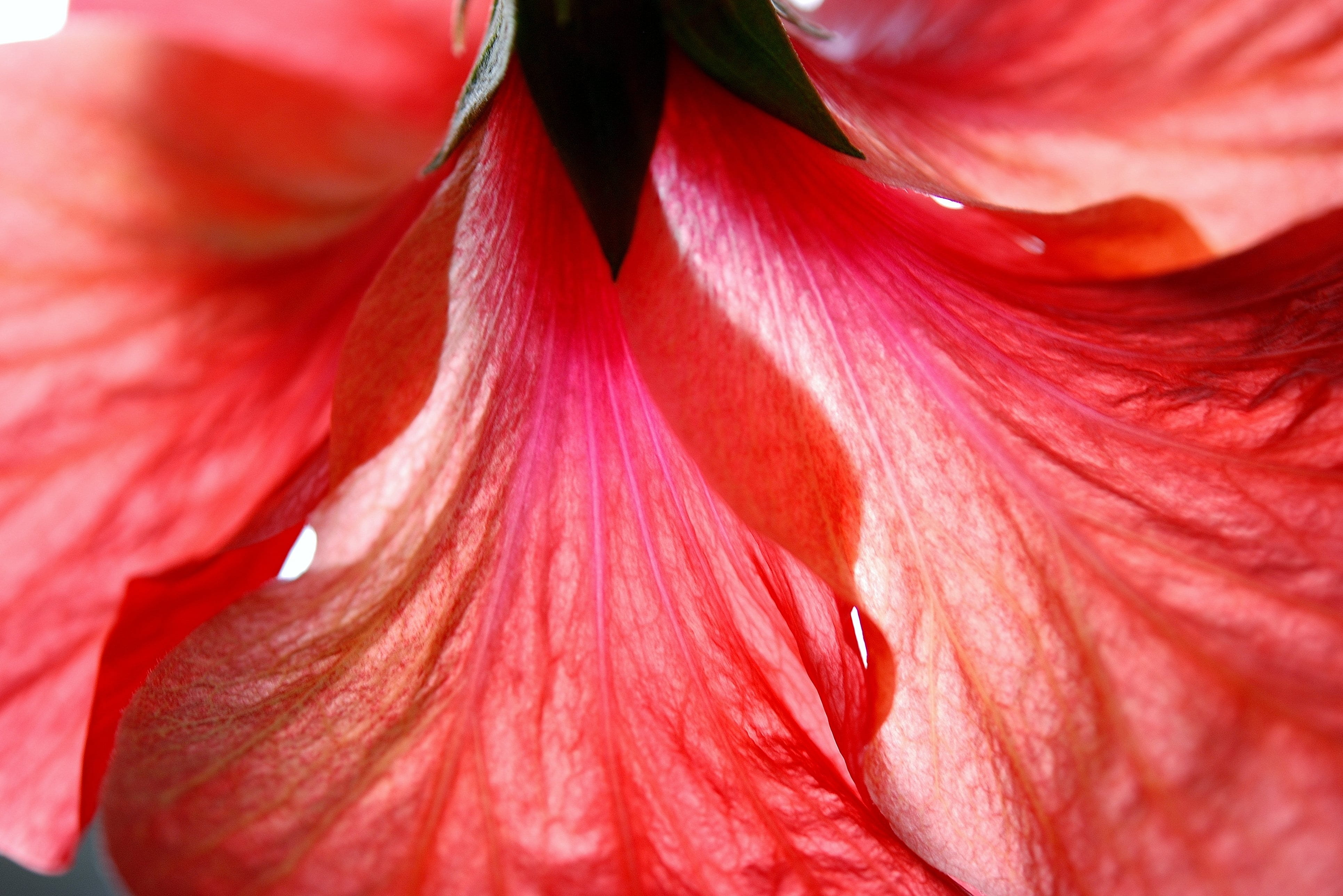 petal, beauty in nature, vibrant, outdoor, outdoors, inspiration, hibiscus, inflorescence, vulnerability, bloom, ecology, pink, macro, plant, freshness, HD Wallpaper