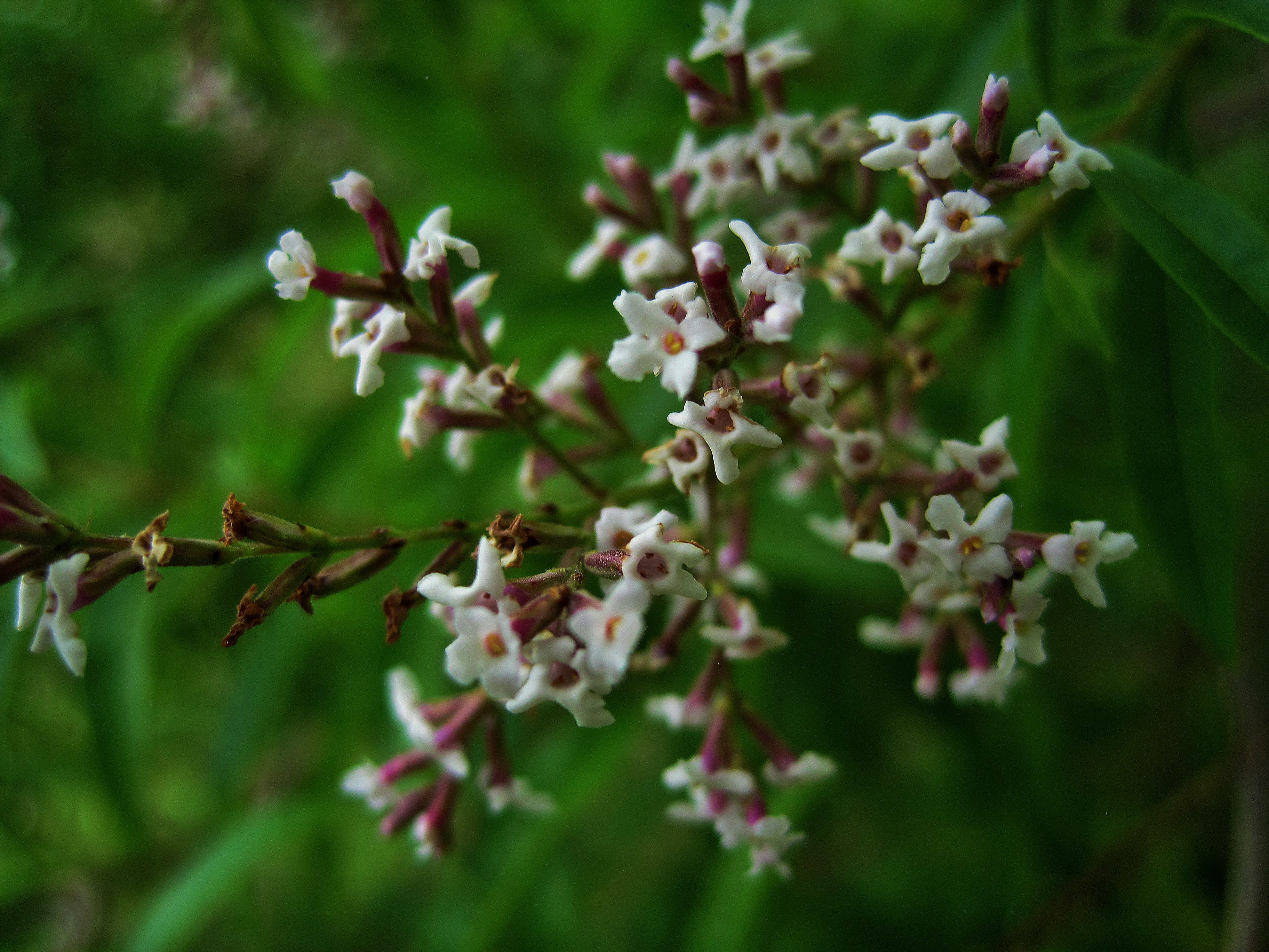 flowers, springtime, plant, beauty in nature, white, dainty, blossom, no people, 2K, verbena, growth, vulnerability, close-up, herb, white color, petal, HD Wallpaper