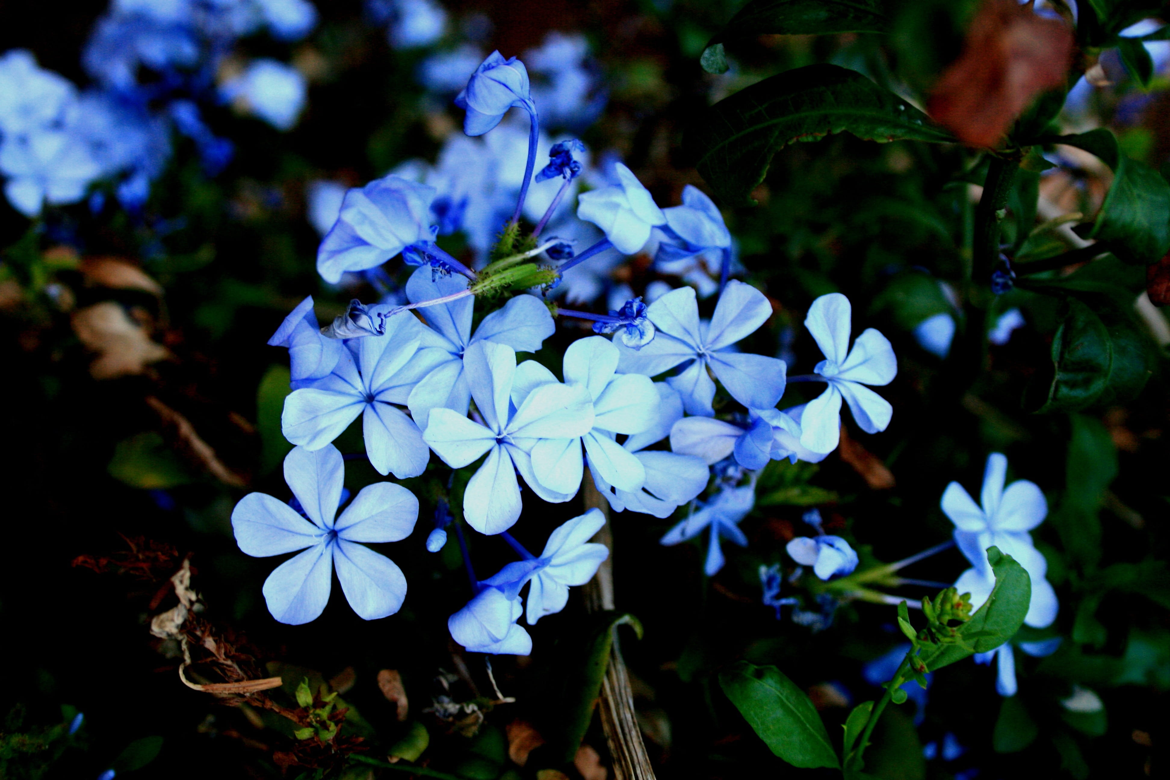 garden, petal, day, small, botany, nature, 4K, park, freshness, purple, bunch of flowers, blue, dainty, flower head, lilac, plumbago, flower, fragility, HD Wallpaper