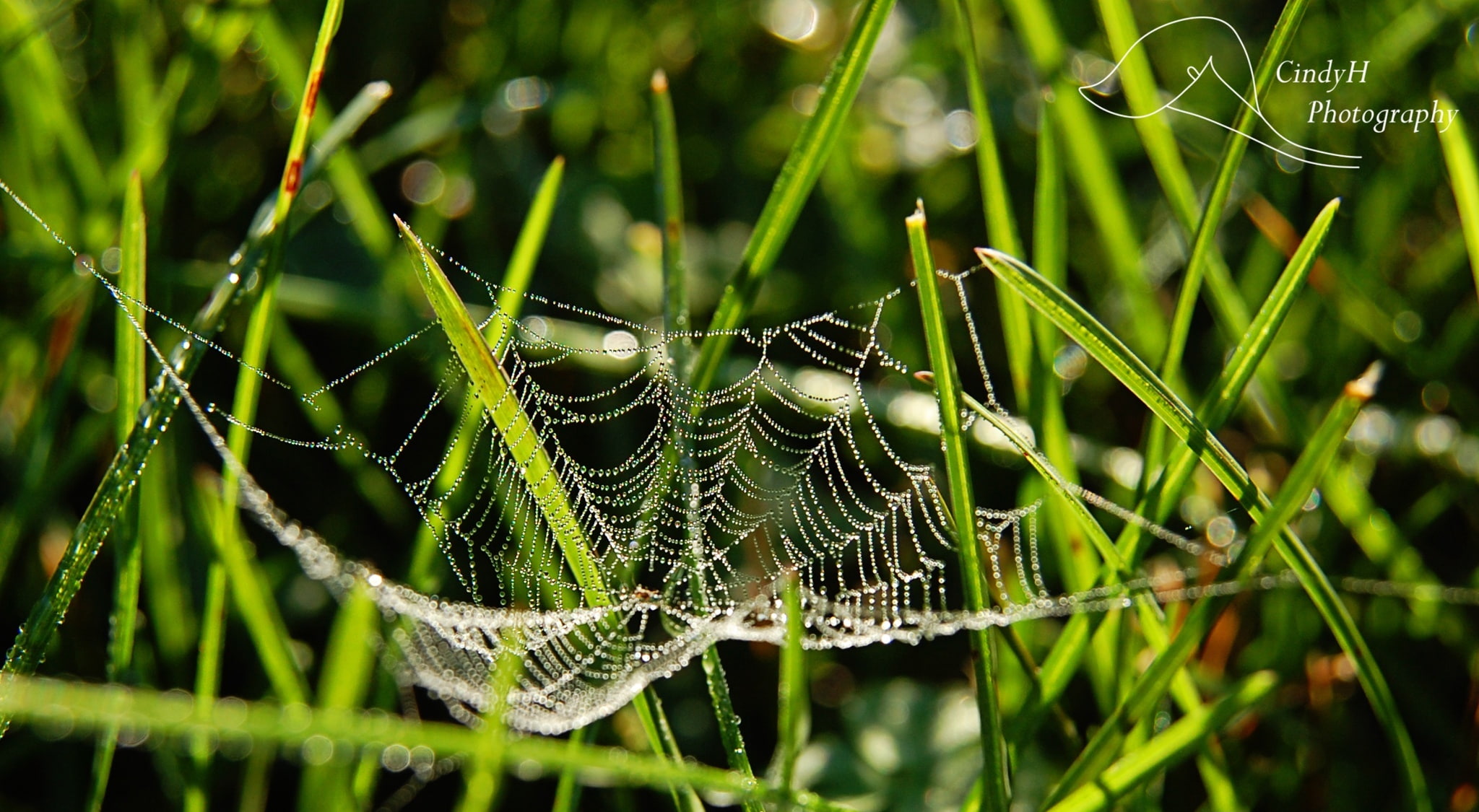 spider web, photography, close-up, dainty, web, spider, drops, 1080P, grass, Macro, nature, Aero, HD Wallpaper