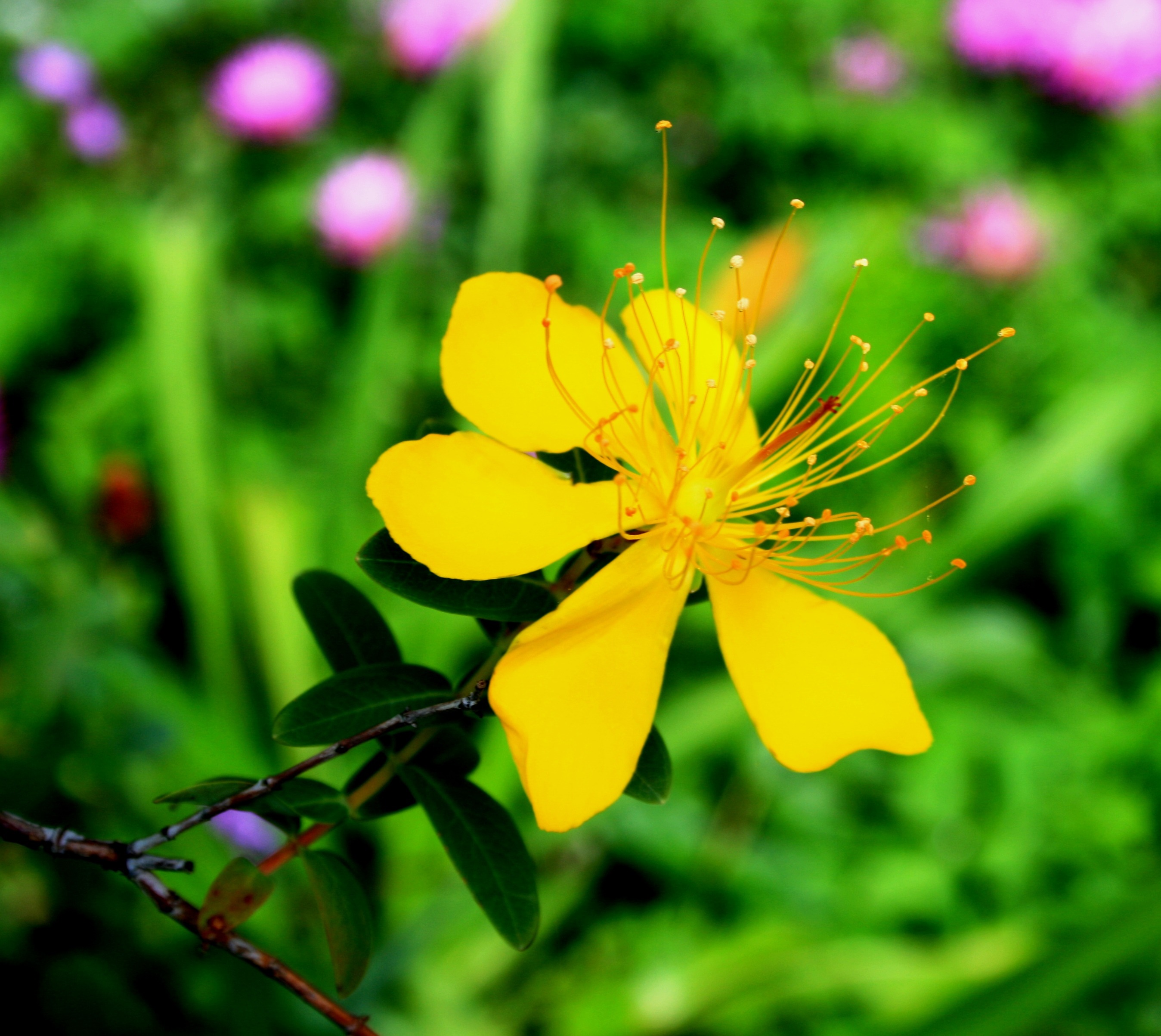 dainty, yellow, freshness, flowering plant, fragility, petal, flower, beauty in nature, yellow hypericum flower, vulnerability, growth, outdoors, no people, HD Wallpaper