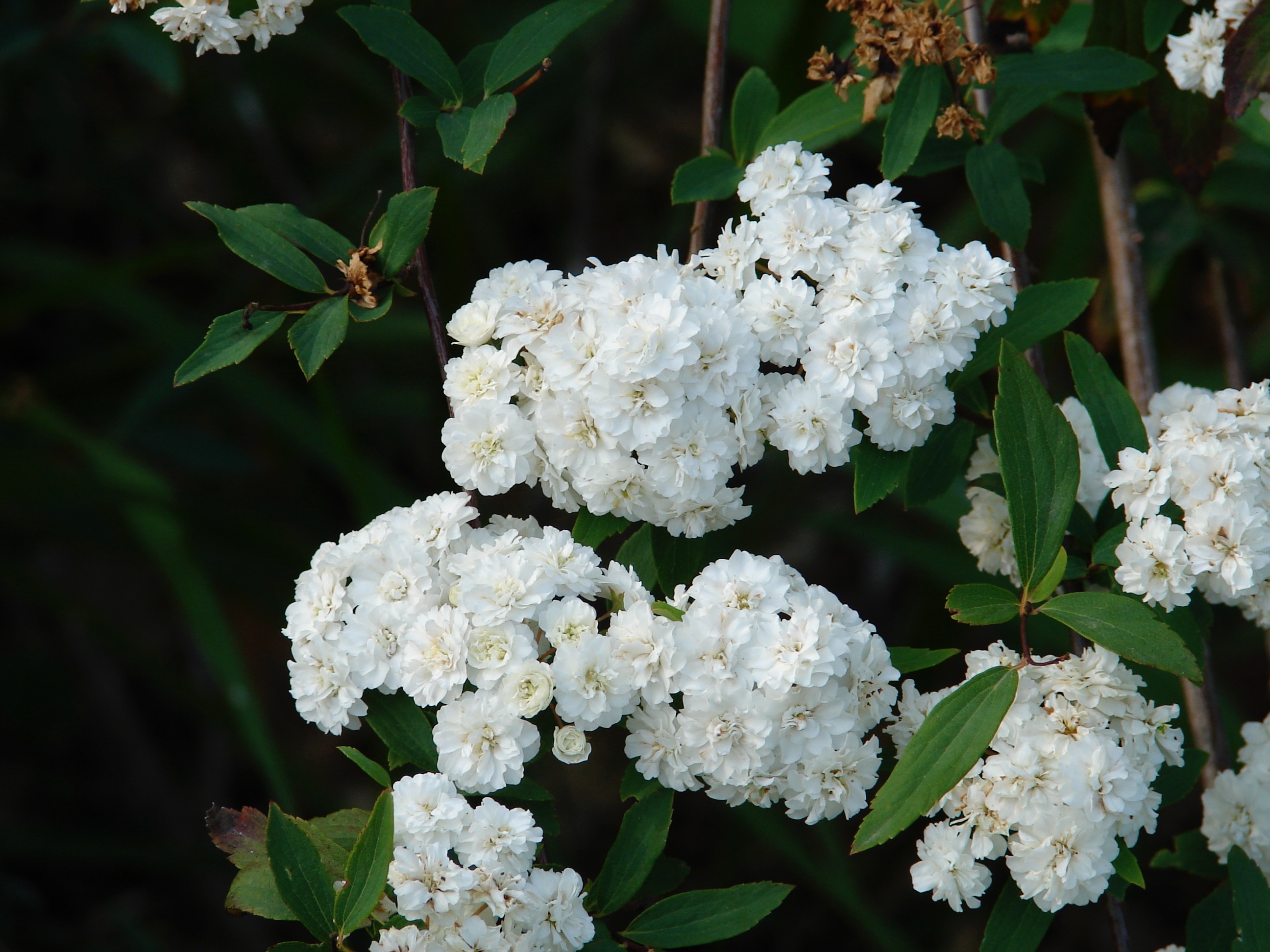 flower head, pollination, plant, close-up, 2K, freshness, white color, bunch of flowers, shrub, beauty in nature, flower, outdoors, white, petal, floral, HD Wallpaper