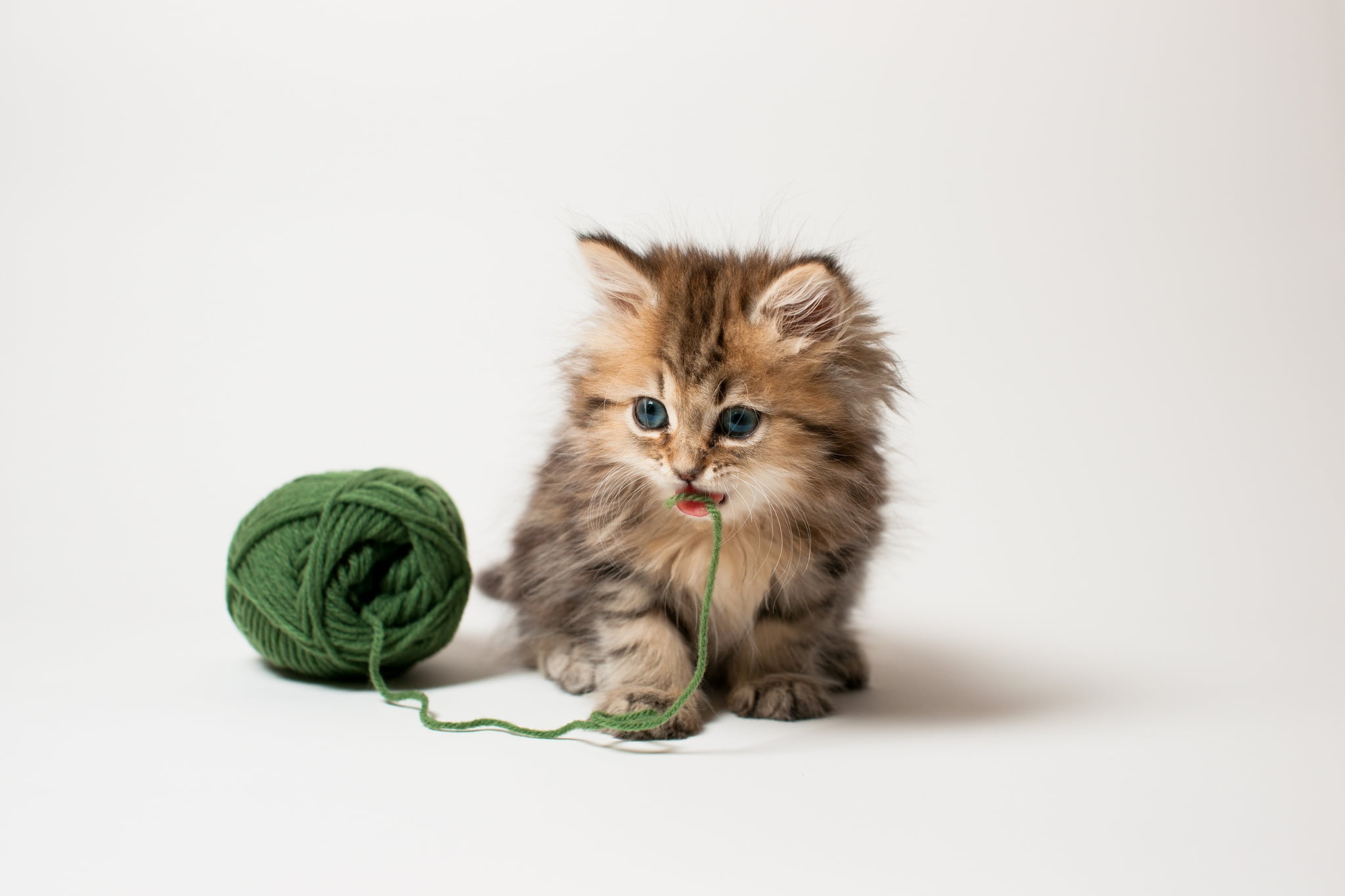 domestic Animals, small, ginger Cat, thread, cat, white, sitting, curiosity, beautiful, fun, no people, animal, one Animal, animal themes, fluffy, domestic Cat, HD Wallpaper