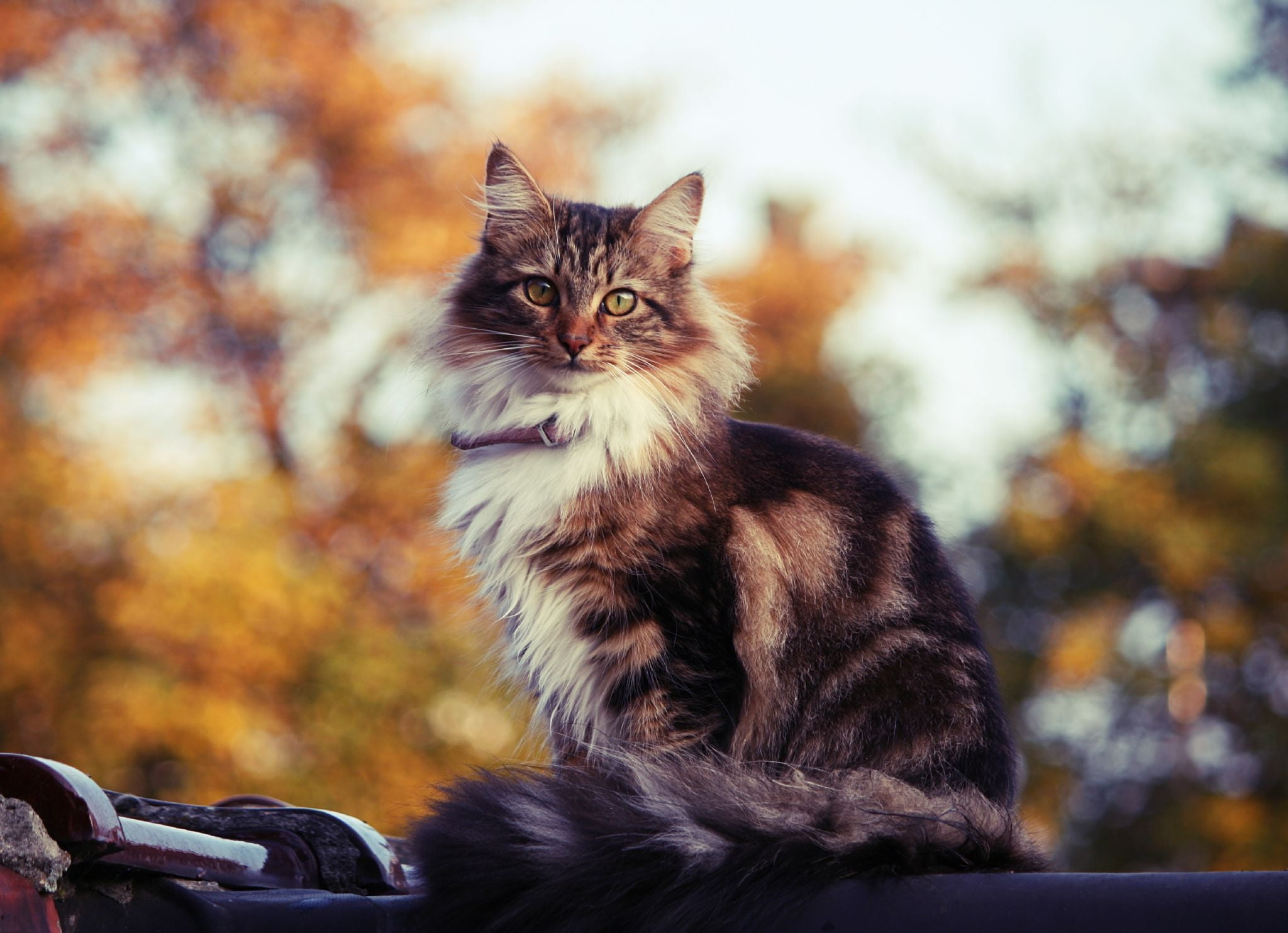 looking, red, mammal, domestic Animals, staring, feline, day, sit, beauty In Nature, domestic, playful, orange Color, animal themes, close-up, one Animal, HD Wallpaper