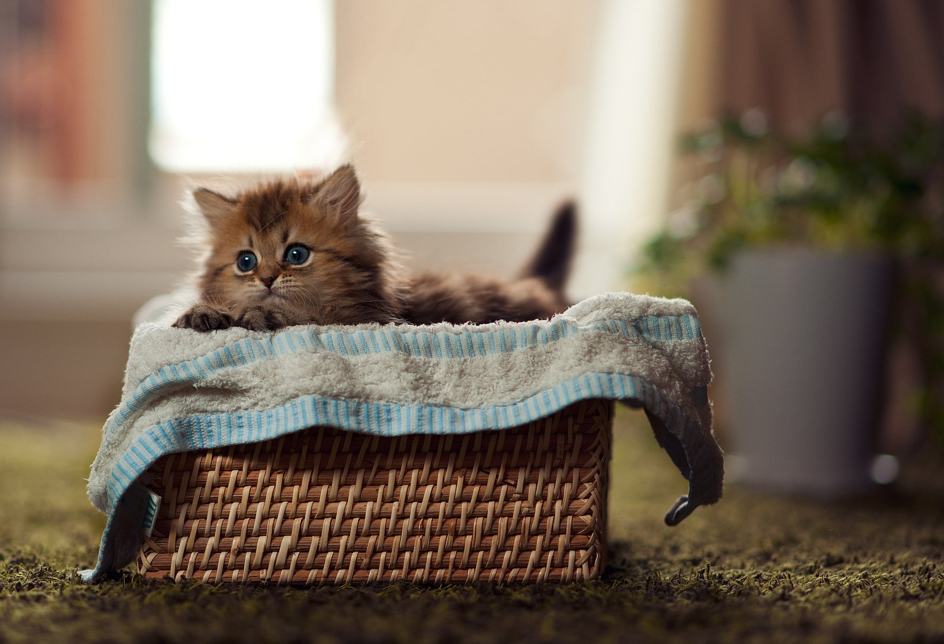 tabby, domestic Life, wicker, home Interior, relaxation, persian cat, mammal, short, domestic, focus on foreground, looking at camera, no People, cat, basket, HD Wallpaper