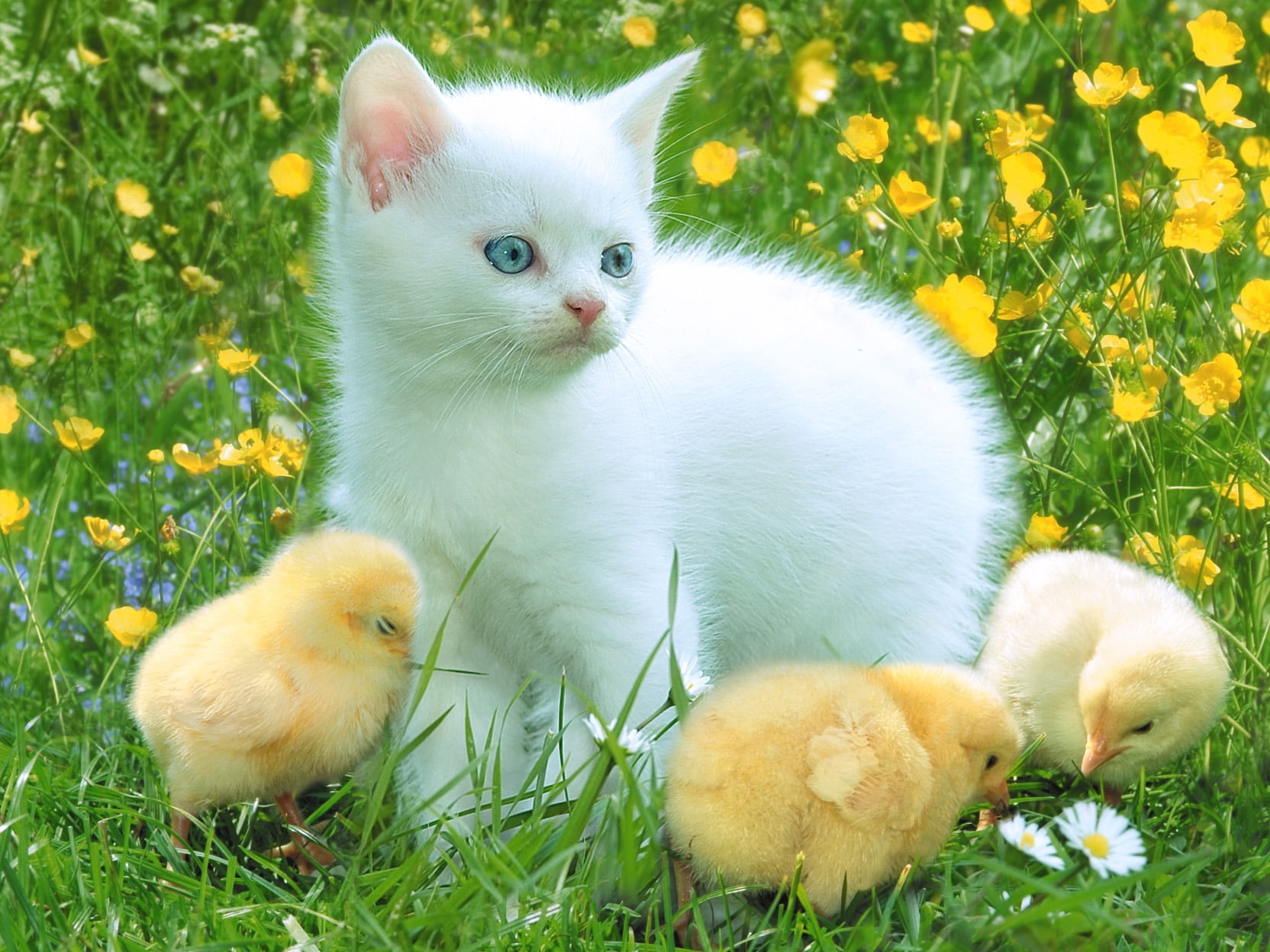 animal themes, fun, yellow, domestic Animals, looking, nature, pets, easter, kitten, young Animal, outdoors, cute, no people, long, chickens, meadow, playful, HD Wallpaper