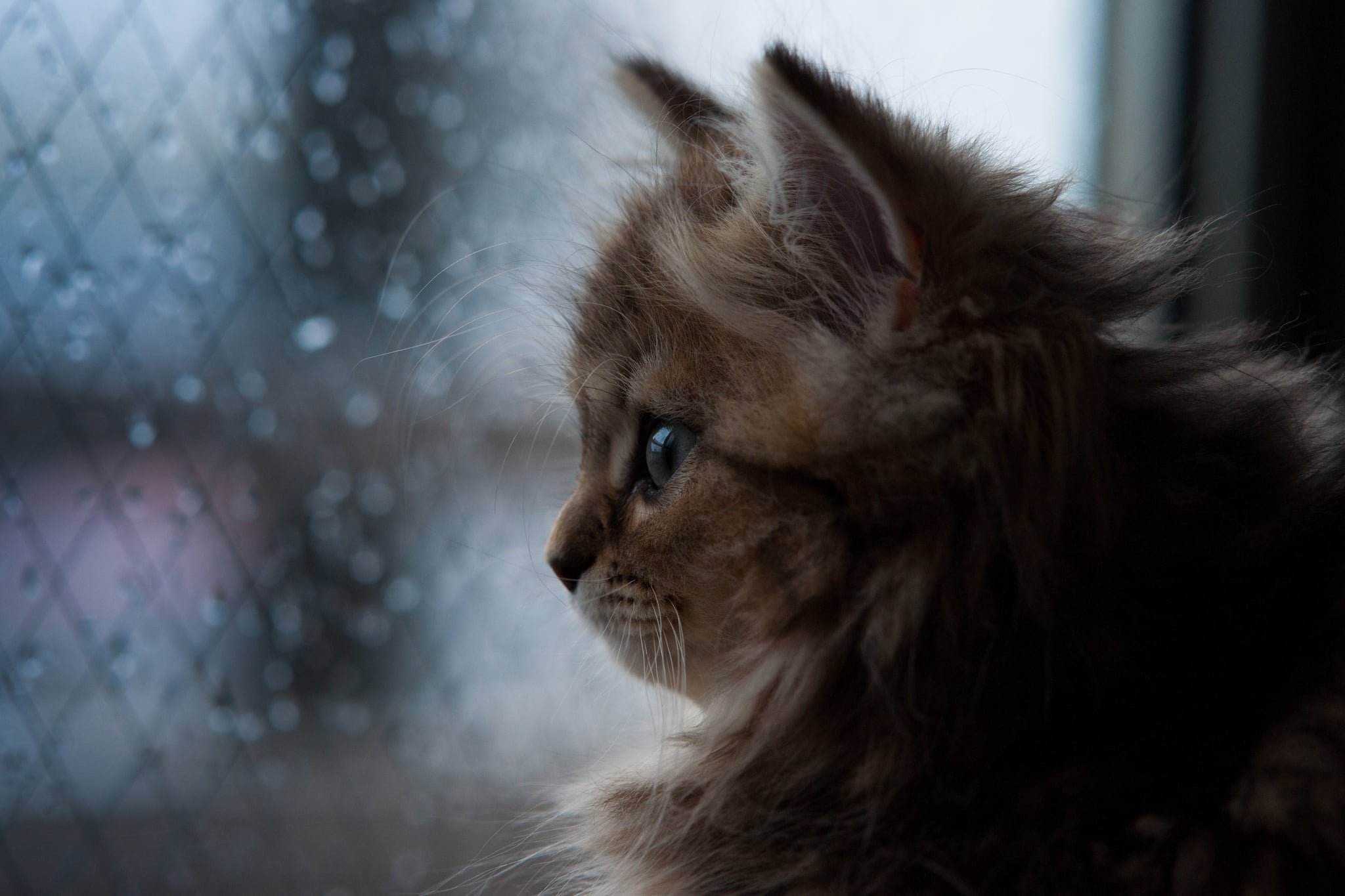 animal themes, small, day, look, one Animal, animal Eye, beautiful, cute, maine coon cat, no people, paw, animal head, 1080P, undomesticated Cat, dark, HD Wallpaper