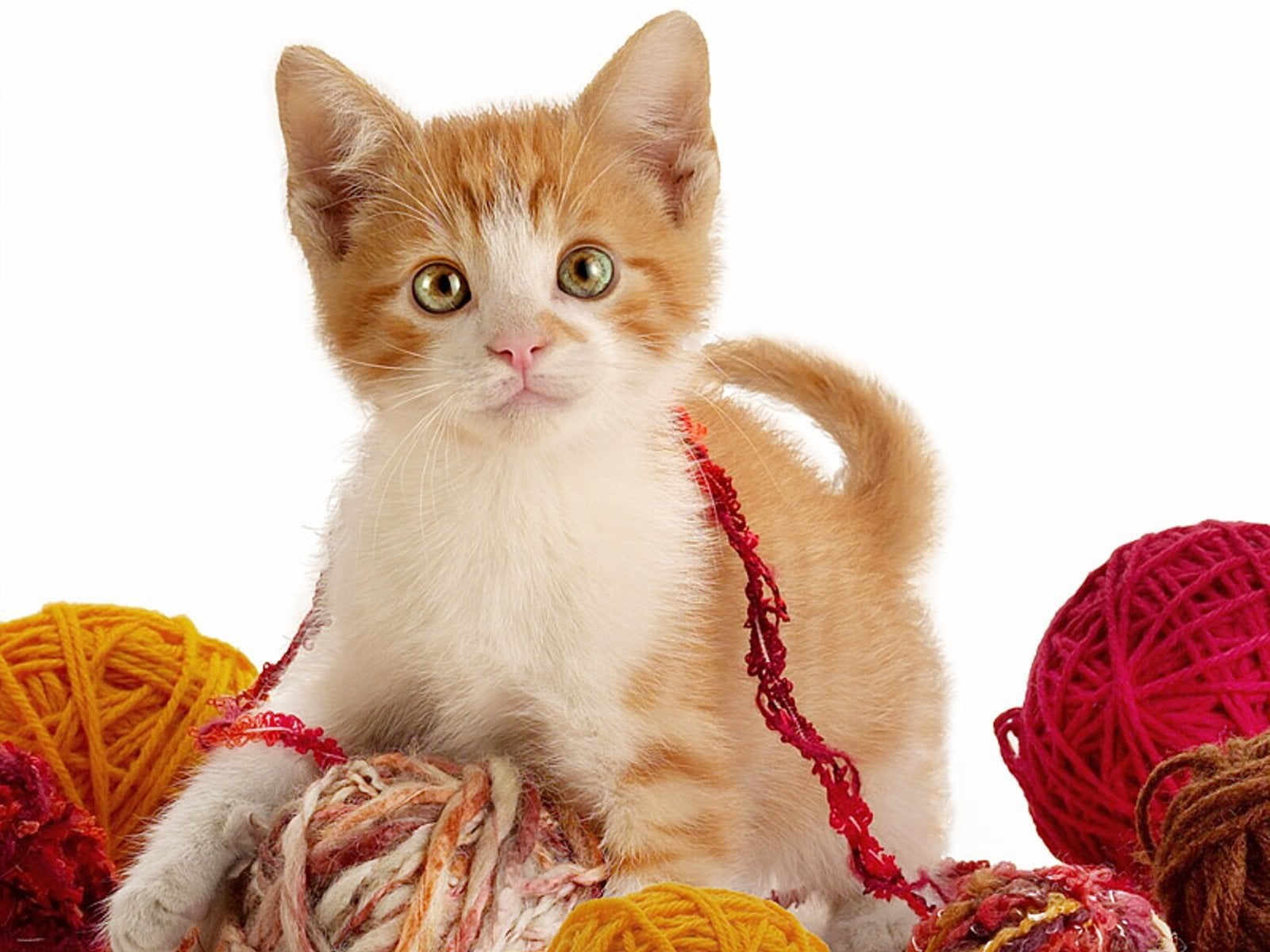 christmas, tabby, beautiful, white background, young Animal, short, studio shot, domestic Animals, fur, looking at camera, portrait, strings, cute, cat, HD Wallpaper
