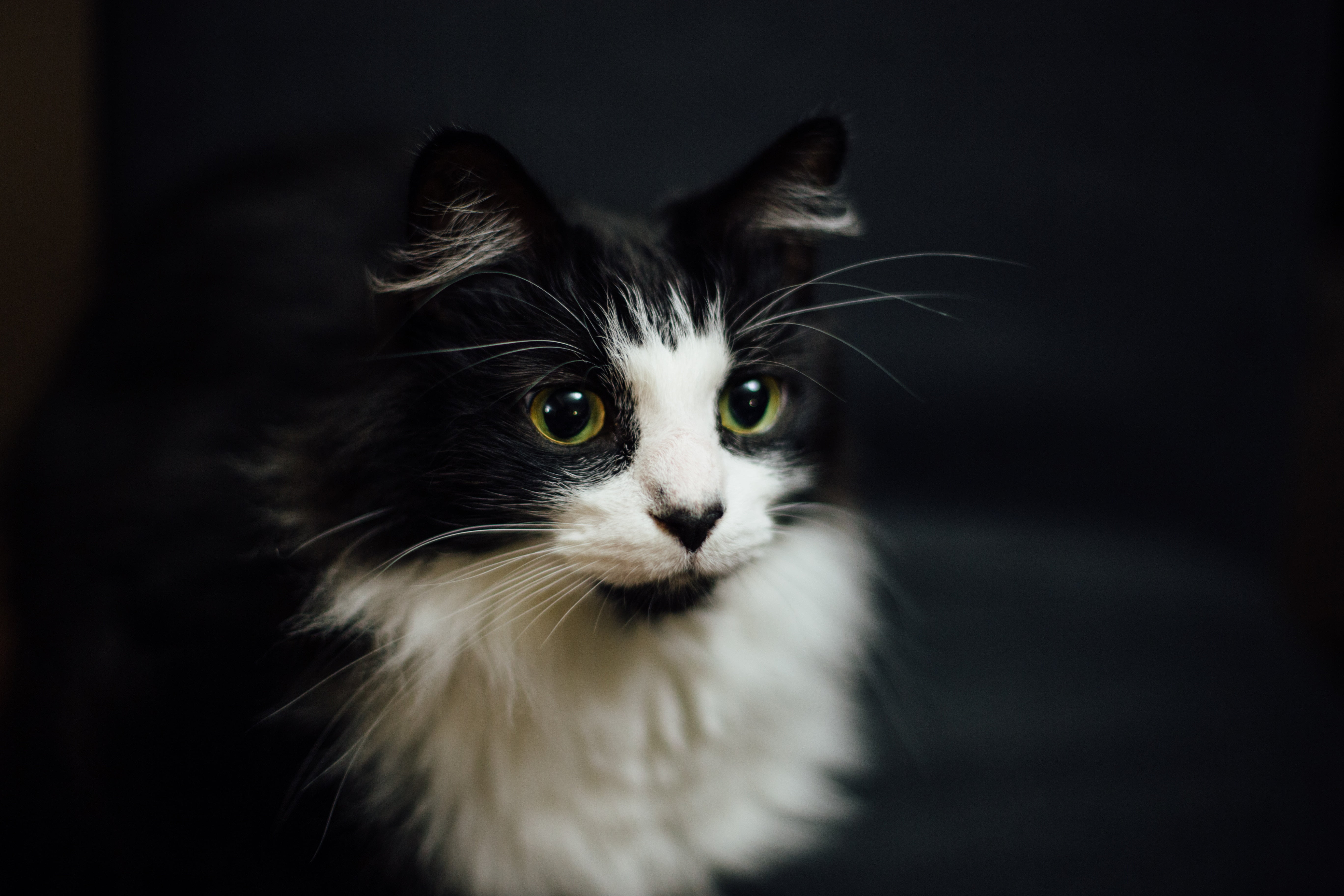 close-up, animal, fur, whisker, studio Shot, human Face, looking, fluffy, vertebrate, portrait, small, animal themes, kitten, domestic Cat, one Animal, HD Wallpaper