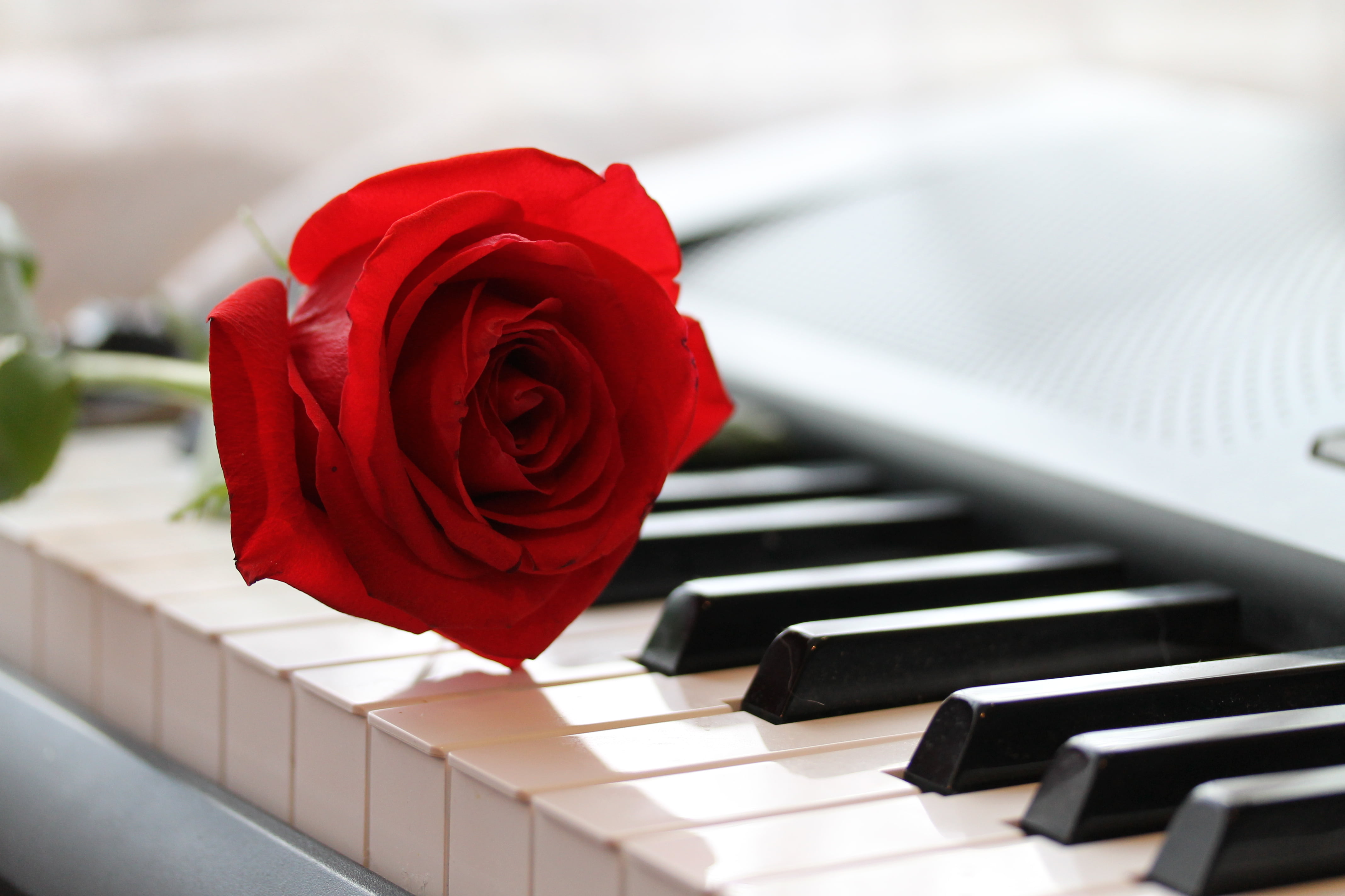 piano key, nature, petal, flower, no people, close-up, plant, musical instrument, 4K, beauty in nature, flowering plant, rose, keyboard instrument, vulnerability, HD Wallpaper
