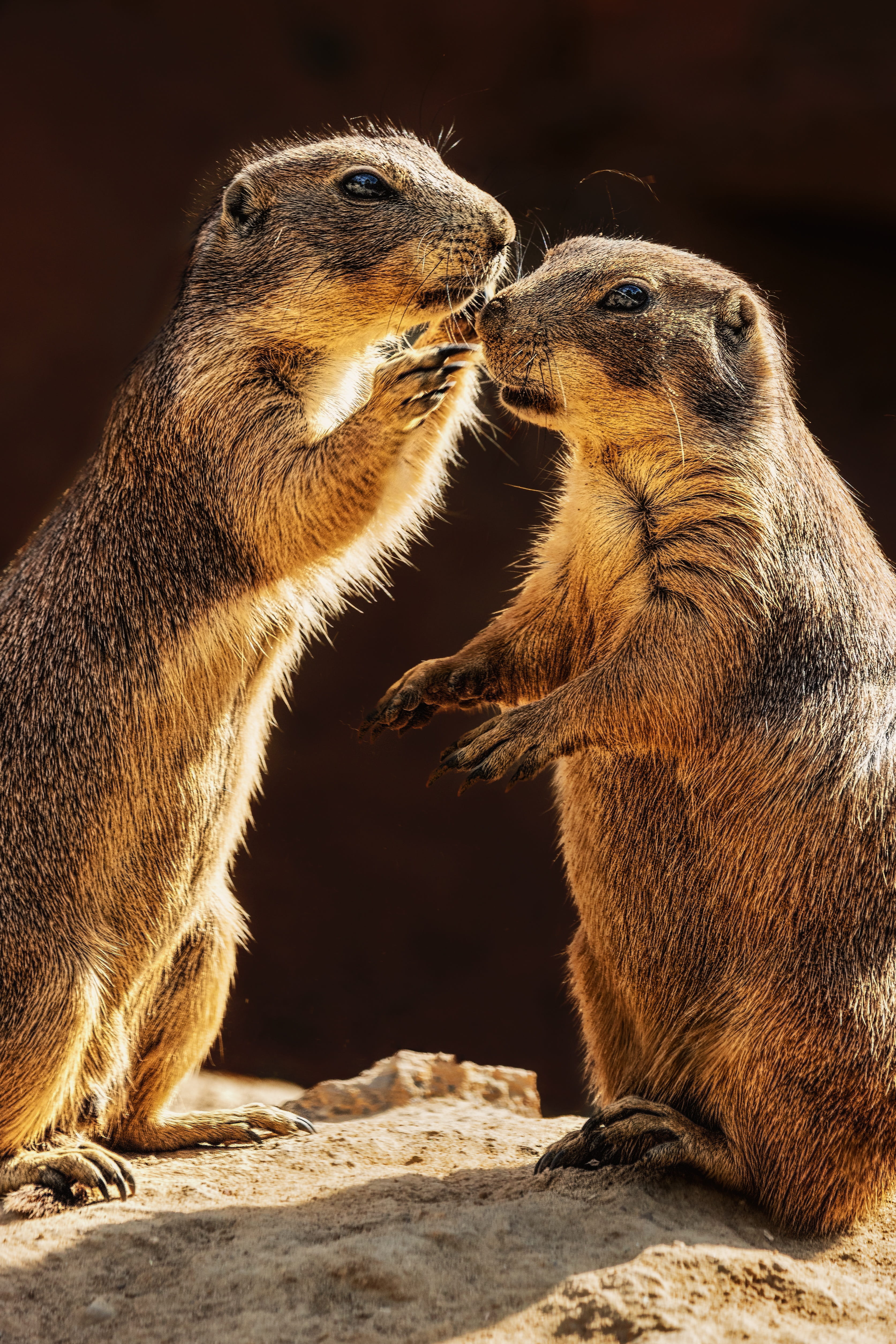 focus on foreground, animal themes, nature, funny, animal, vertebrate, rodent, animals, whisper, rock, standing, land, meerkat, face to face, animal wildlife, Phone HD Wallpaper