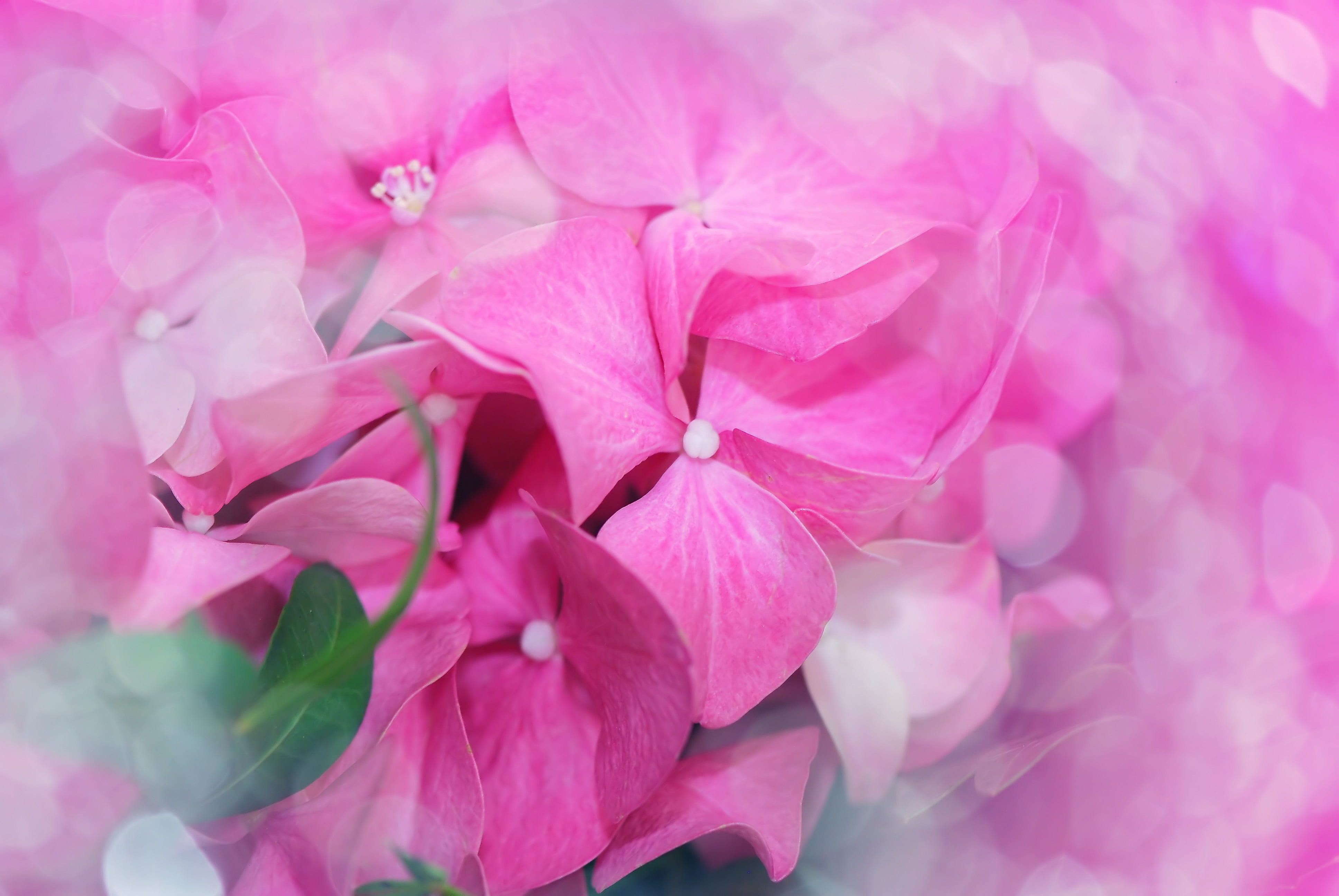 4K, pink, close-up, plant, flower, petal, balcony plant, fragility, bloom, bokeh, backgrounds, pink color, vulnerability, flower head, balcony, botany, HD Wallpaper