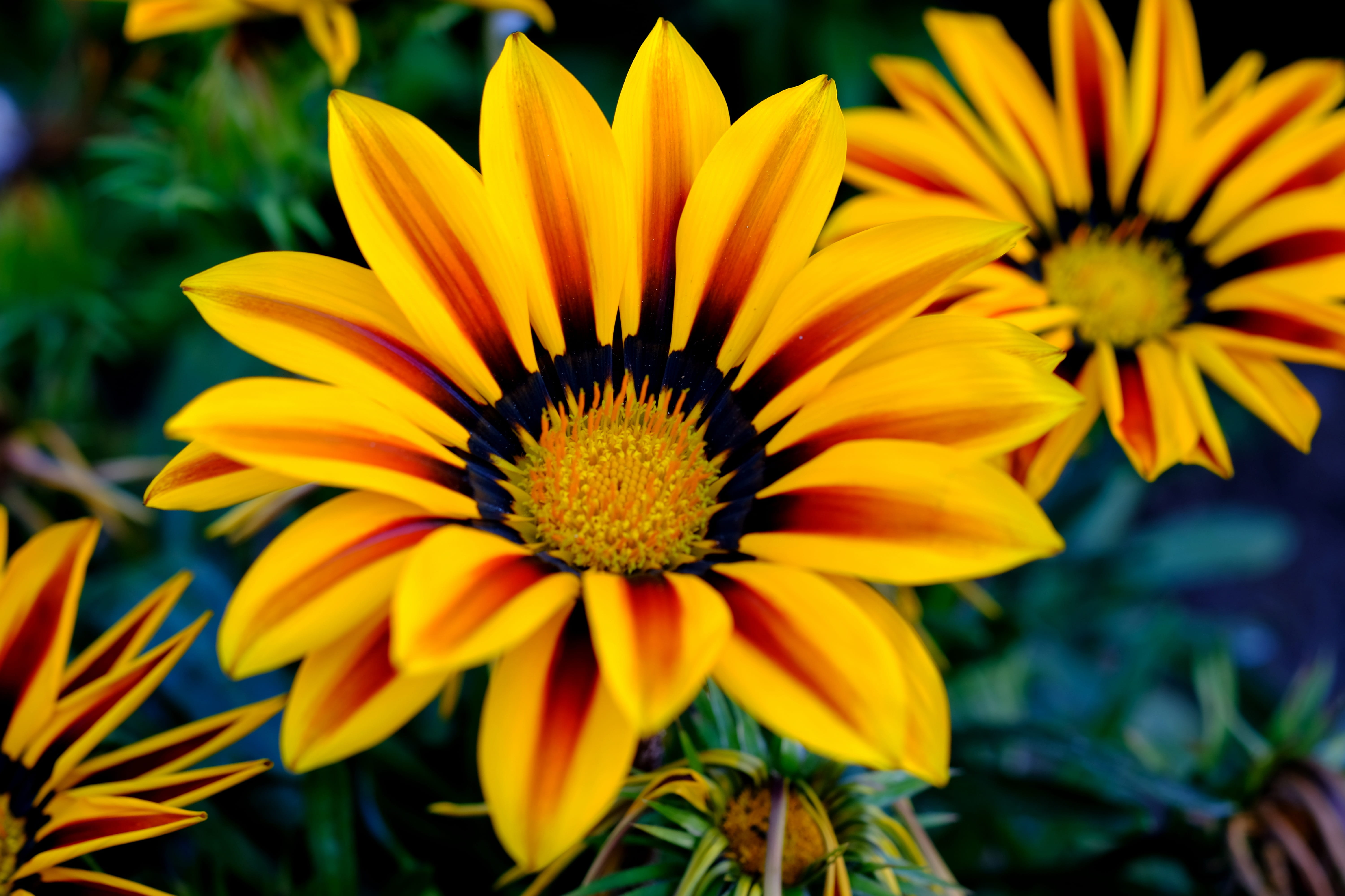 sunflowers, petal, beauty In Nature, beauty, yellow, yellow orange, gazania, translucent, public record, outdoors, blossom, growth, bush, color, day, sunflower, HD Wallpaper