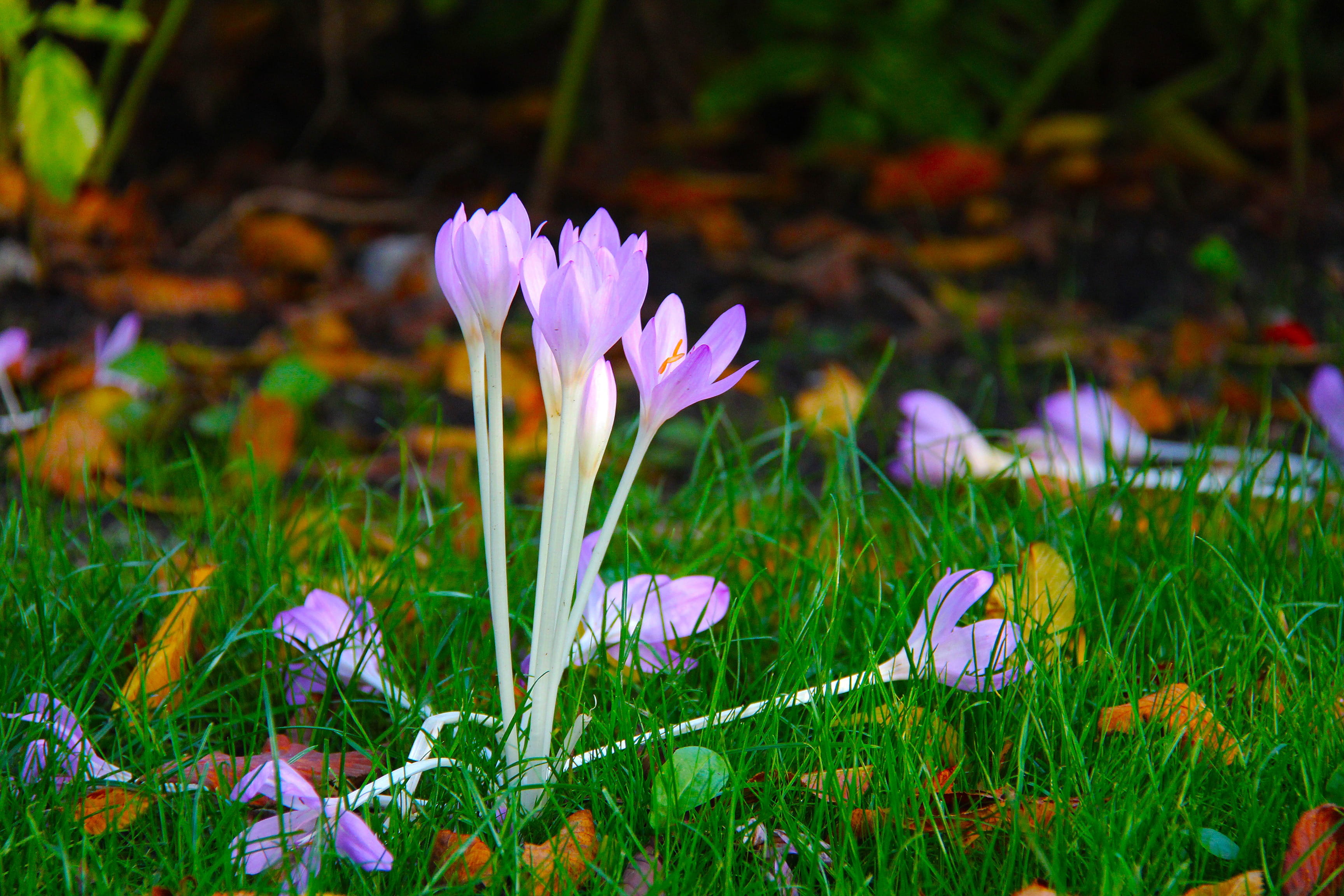 no people, summer, flower, springtime, land, photography, copenhagen, europe, denmark, sightseeing, leaf, macro photography, blue, iris, attraction, Crocus, HD Wallpaper