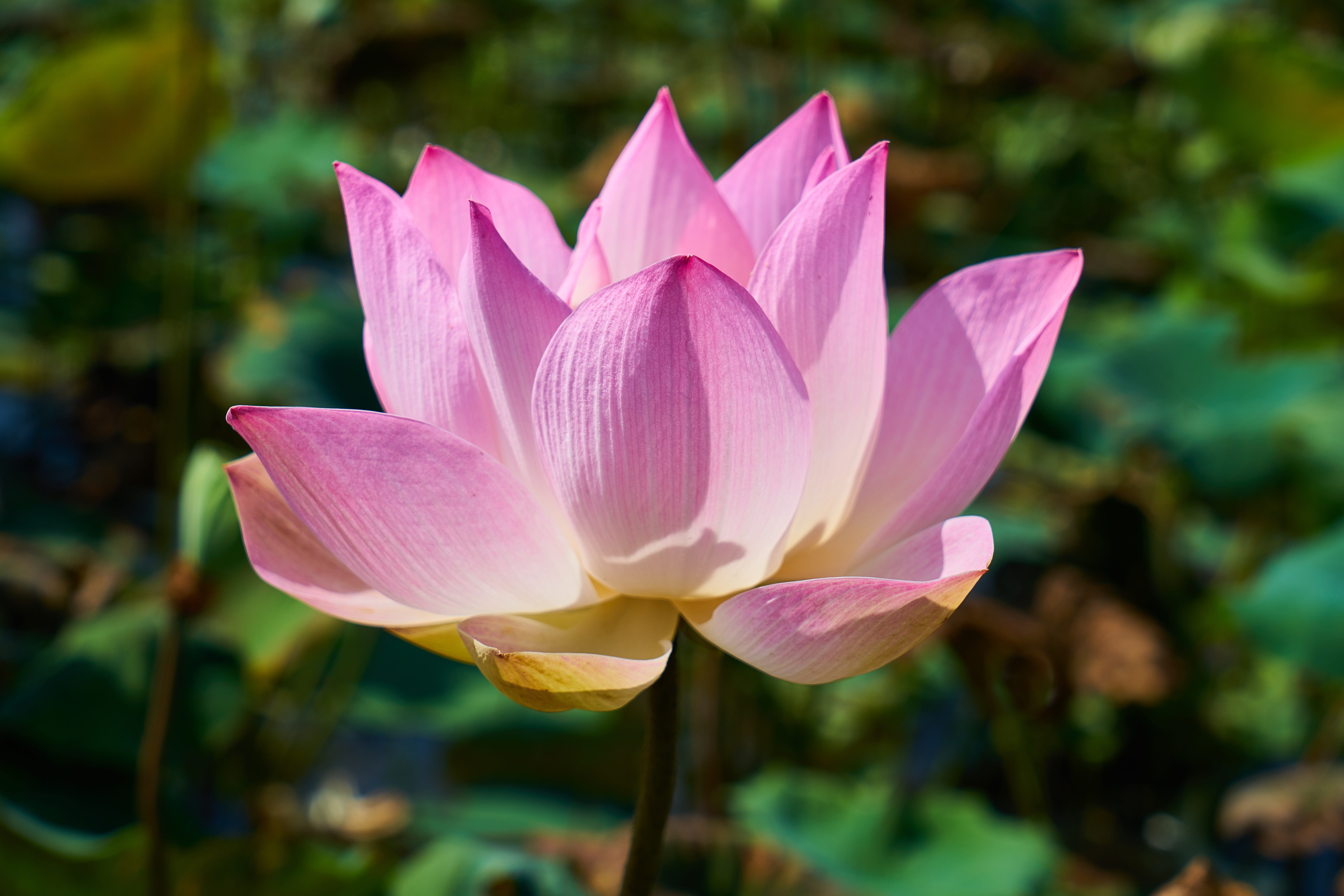 beautiful, nature, summer, macro, selective, cambodia, spring, horizontal, beauty in nature, 5K, fragility, lotus water lily, color image, focus on foreground, HD Wallpaper