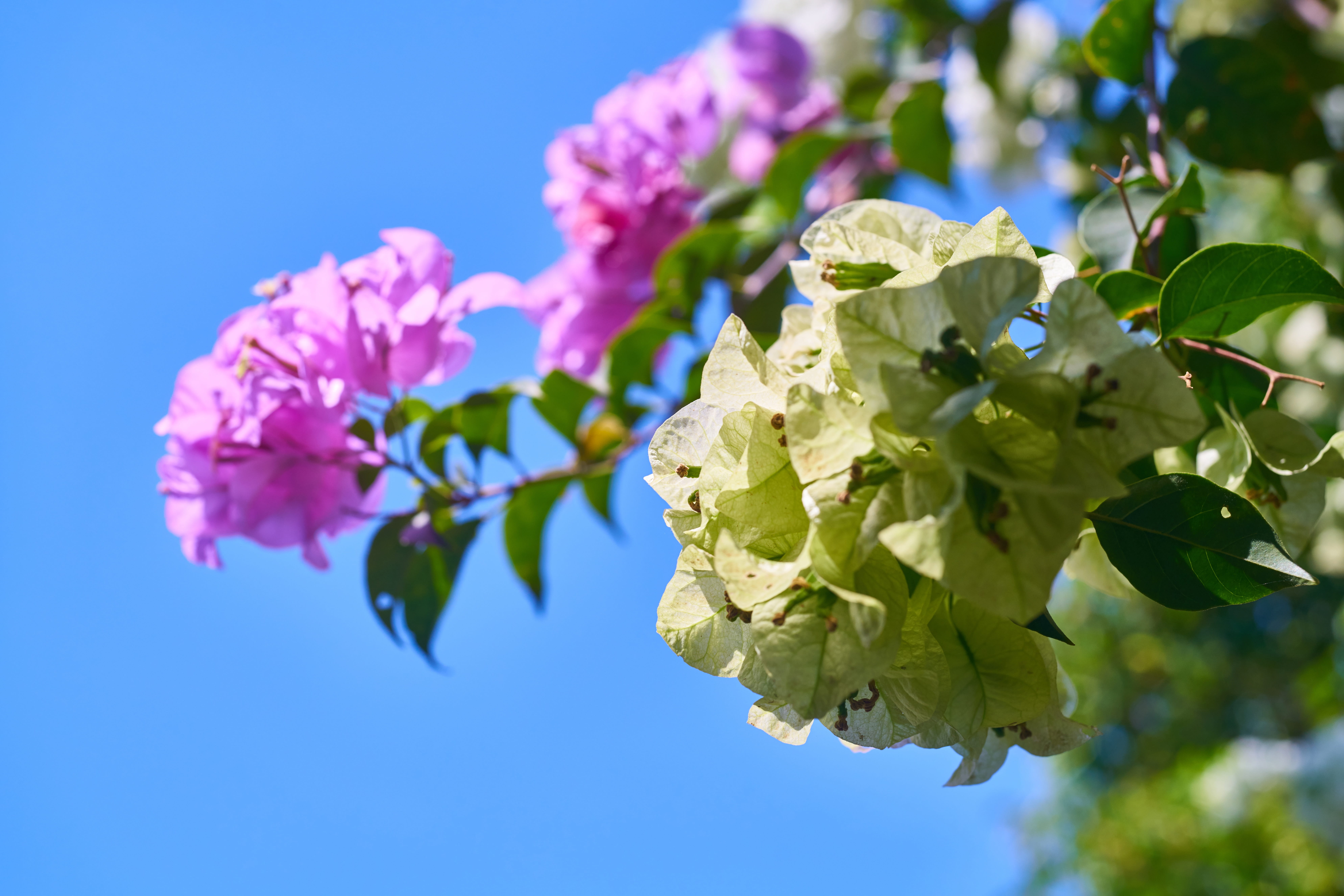 season, colors, close, close-up, park, flowering plant, peace, flower head, focus on foreground, highland, leaf, macro, open air, beautiful, detail, fragility, HD Wallpaper