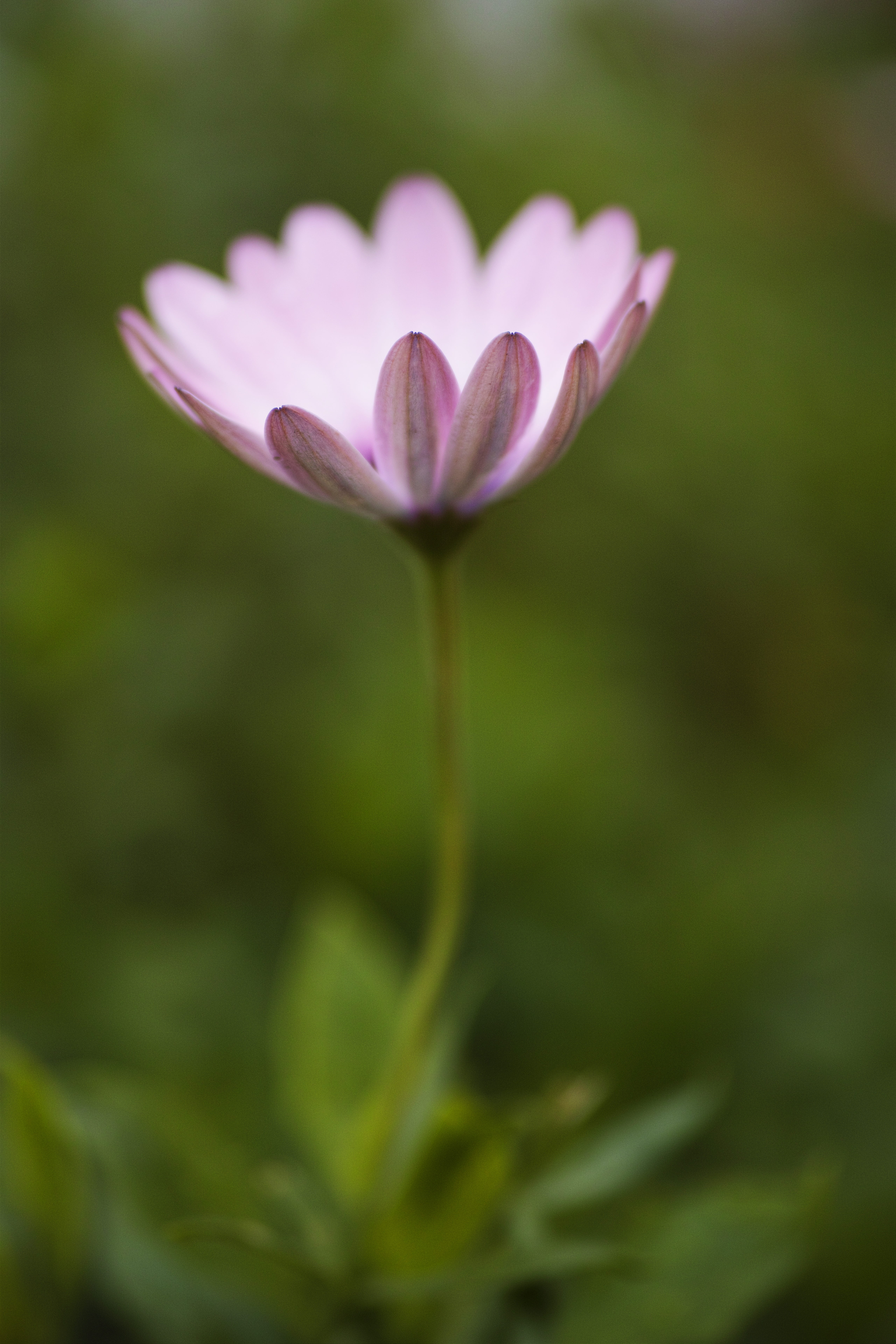 beauty in nature, flowering plant, nature, fragility, background, outdoors, focus on foreground, purple daisies, flower picture, selective focus, no people, Phone HD Wallpaper