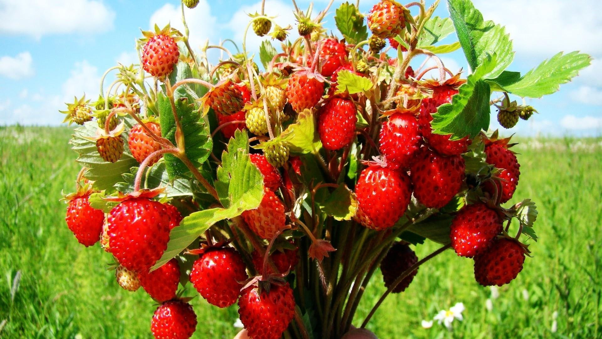 1080P, wild, nature and landscapes, strawberries, vines, fruit, nature, HD Wallpaper