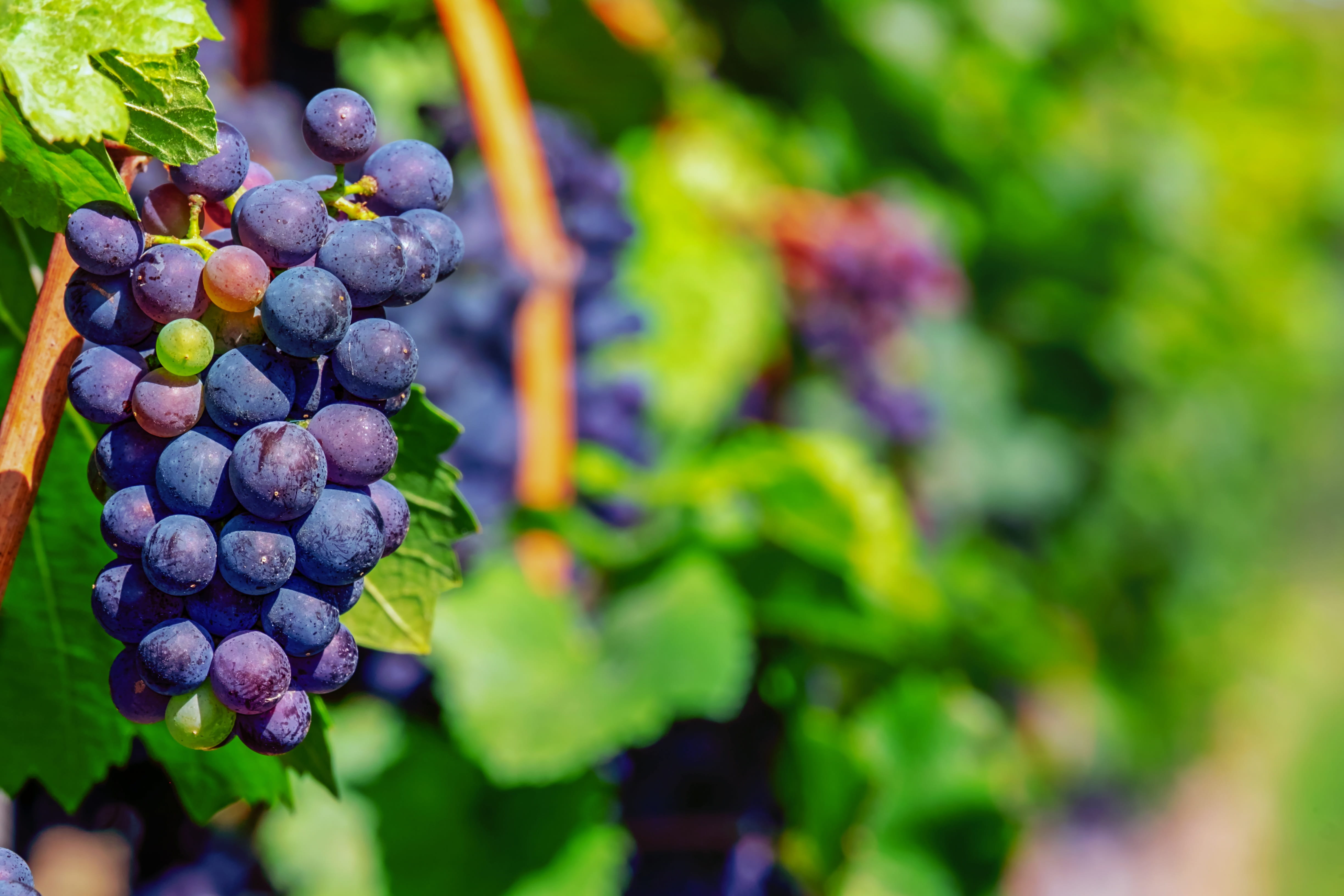 no people, delicious, plant, beauty in nature, close-up, food, juicy, wine, healthy eating, vine, blue, purple, outdoors, winemaking, grapes, 4K, ripe, HD Wallpaper