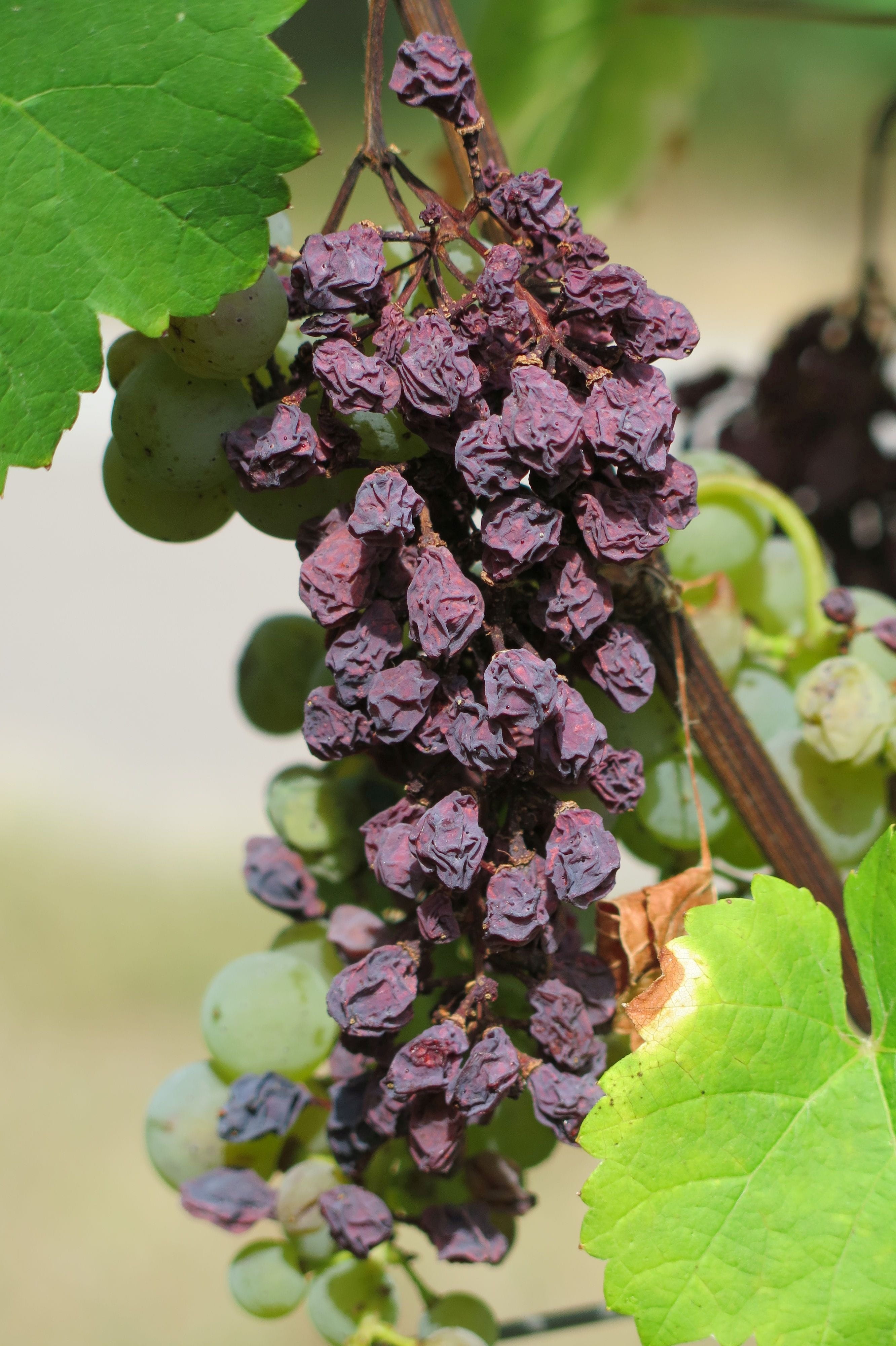 vulnerability, selective focus, fragility, beauty in nature, growth, flower head, focus on foreground, nature, close-up, 4K, grape, day, leaf, raisin, Phone HD Wallpaper