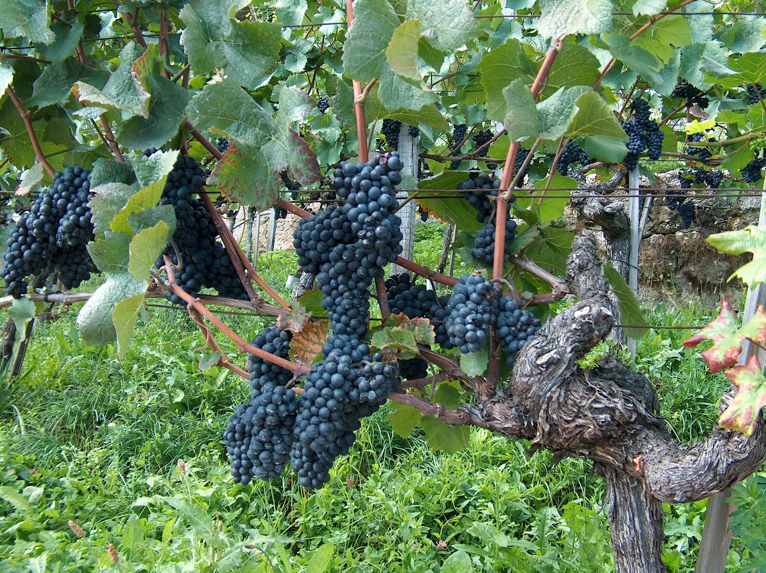 plantation, agriculture, freshness, growth, ripe, grape, reptile, vineyard, no people, day, vines stock, food and drink, animal wildlife, 2K, land, alligator, HD Wallpaper
