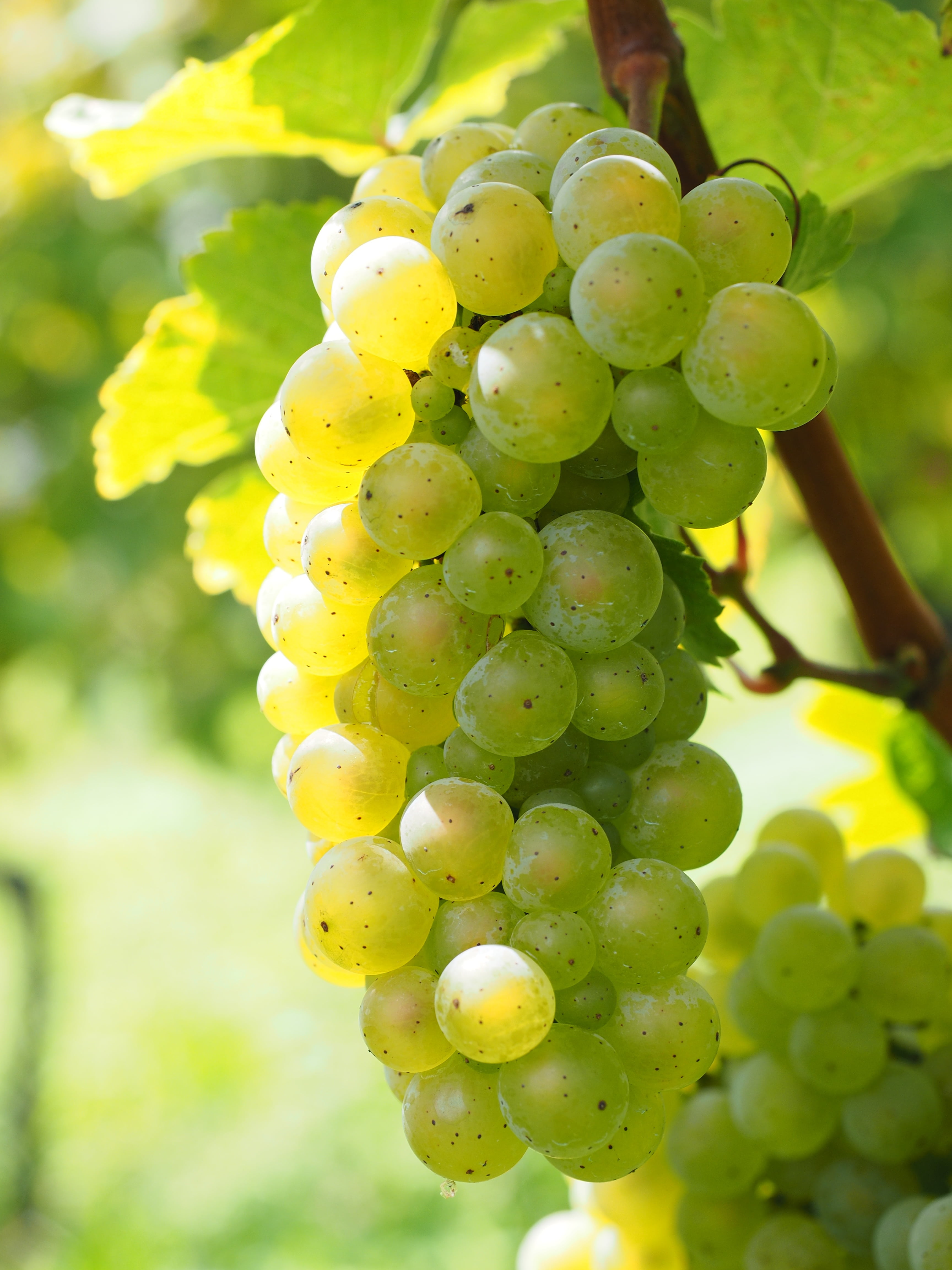fruits, plantation, food, noble vine, vitis vinifera, vine, food and drink, healthy eating, varietal, 4K, vitis, growth, focus on foreground, no people, Phone HD Wallpaper