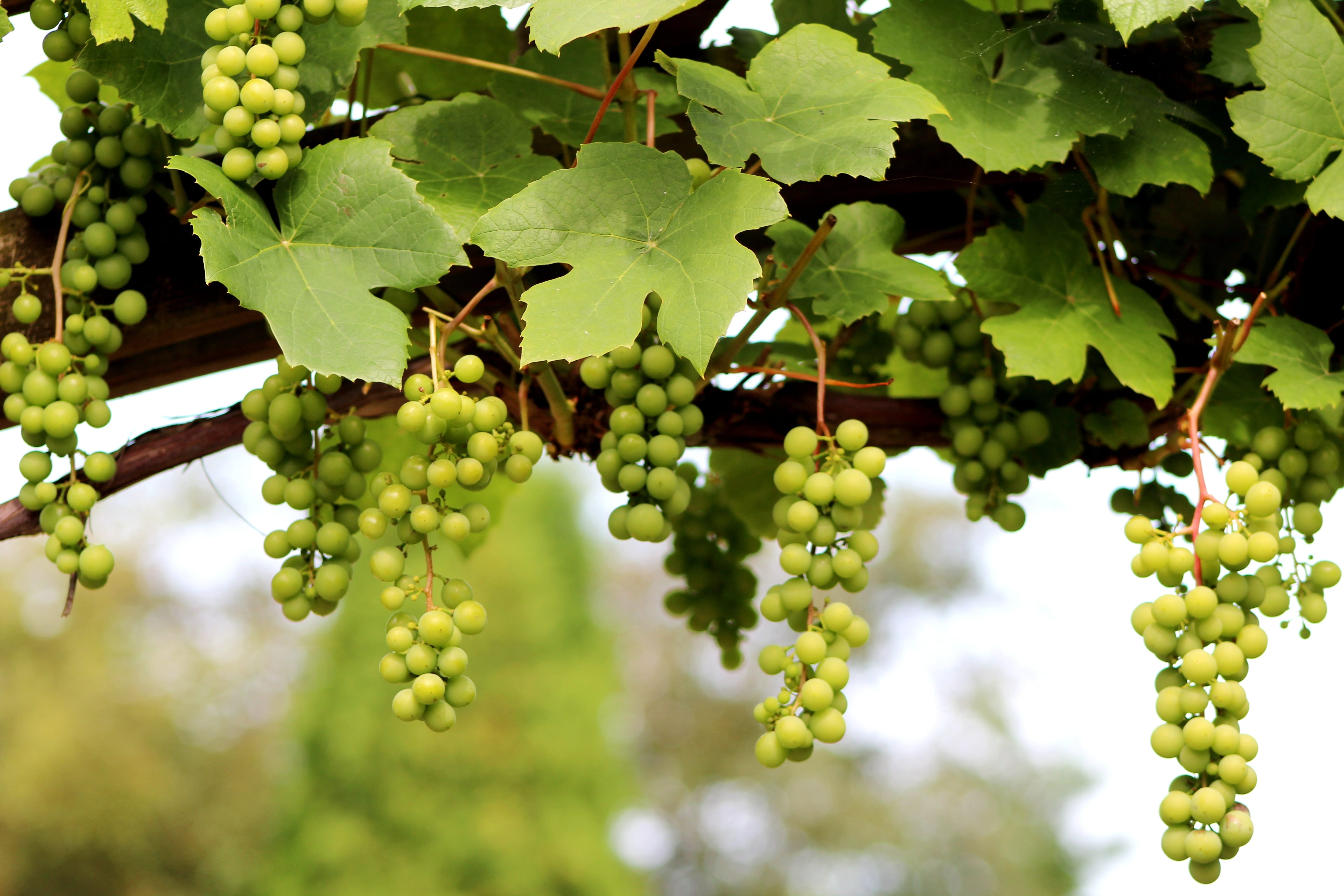 freshness, agriculture, plant part, green color, winemaking, growth, leaves, vitis vinifera, climber, beauty in nature, 5K, summer, food, outdoors, grape, HD Wallpaper