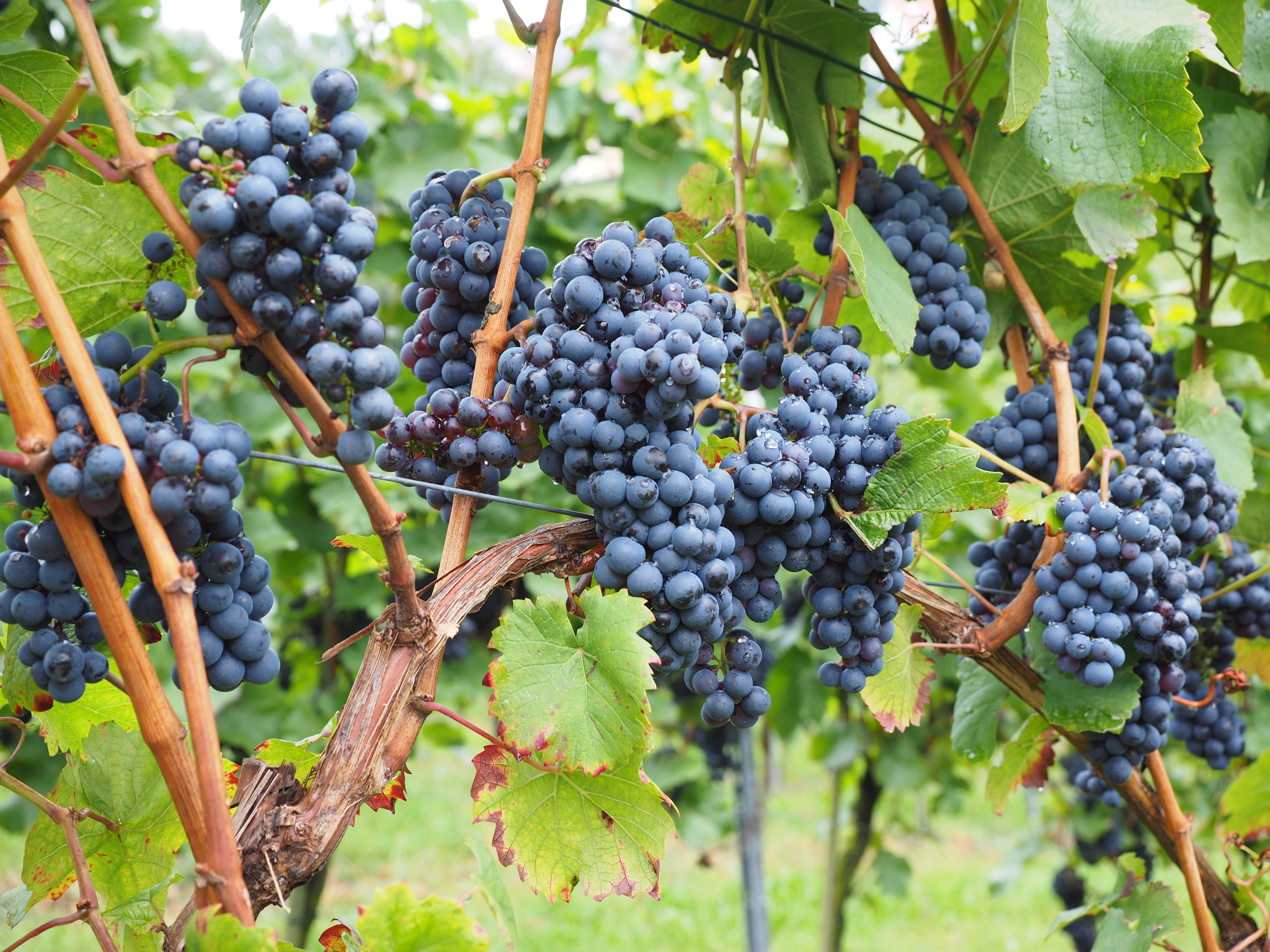 photography, focus, plantation, day, selective, grape, ripe, vitis, freshness, vines, food and drink, agriculture, leaf, crop, winemaking, rural Scene, HD Wallpaper
