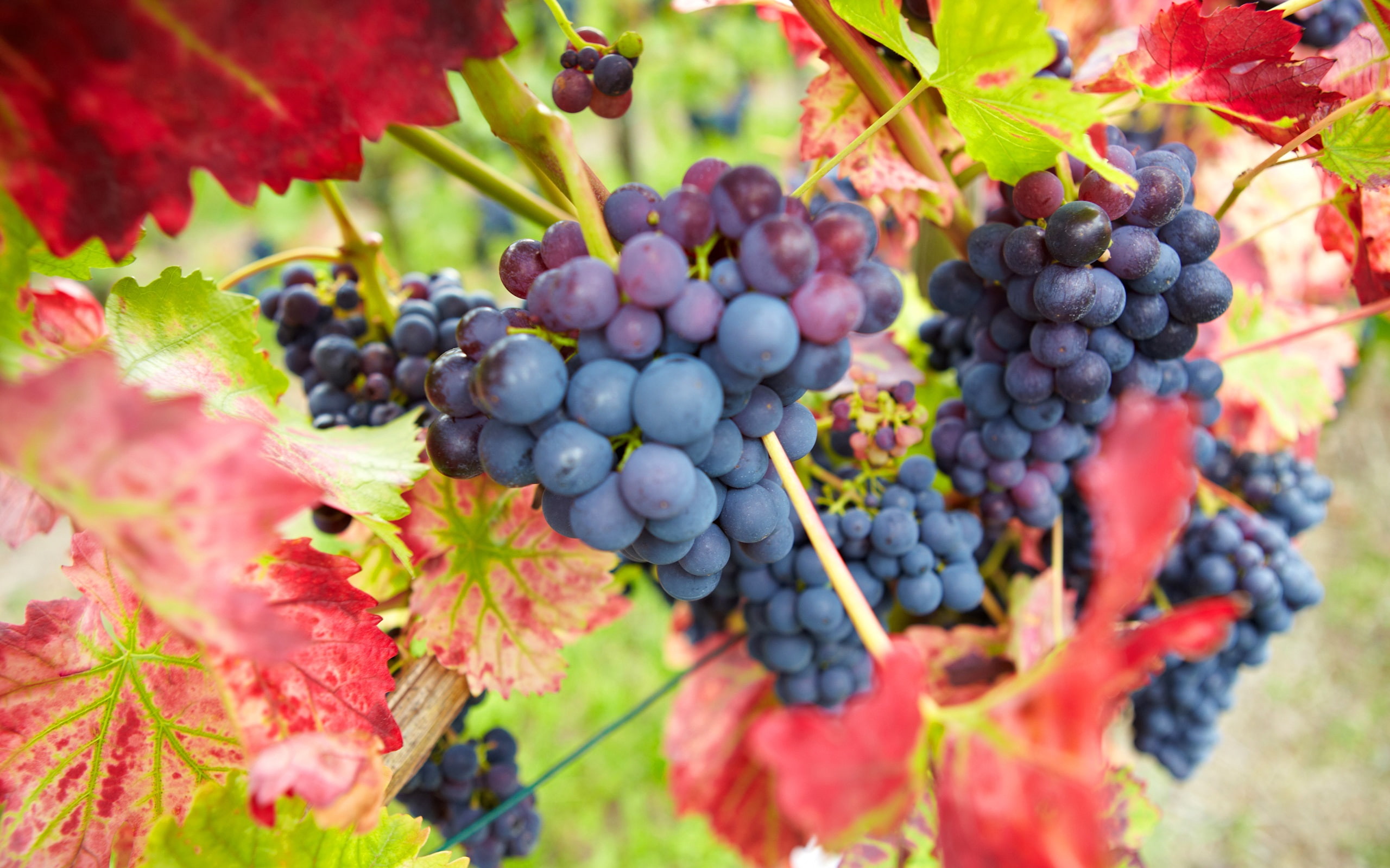 Harvest, 2K, Leaves, Grapes, Autumn, Red, Purple, Blue, HD Wallpaper