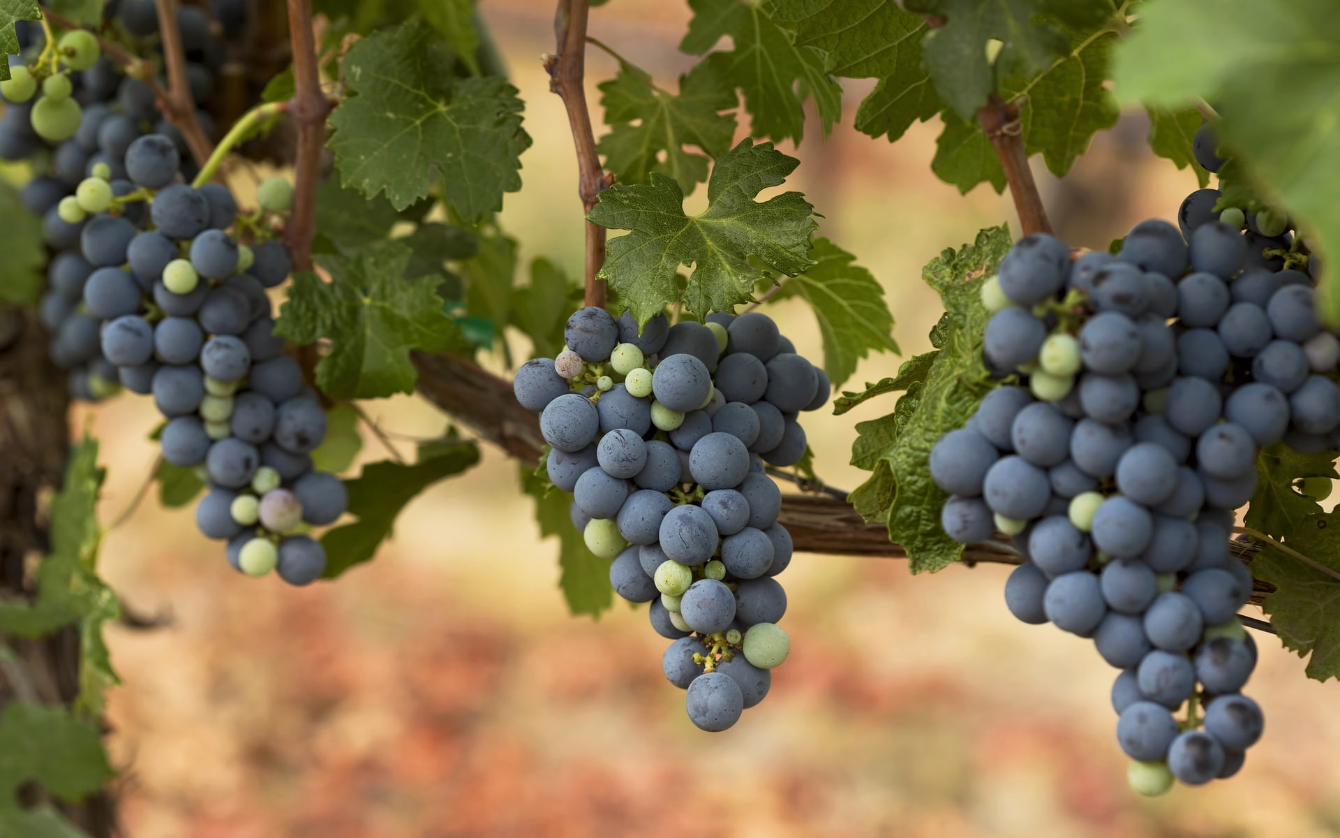fruits, 1080P, grapes, autumn, HD Wallpaper