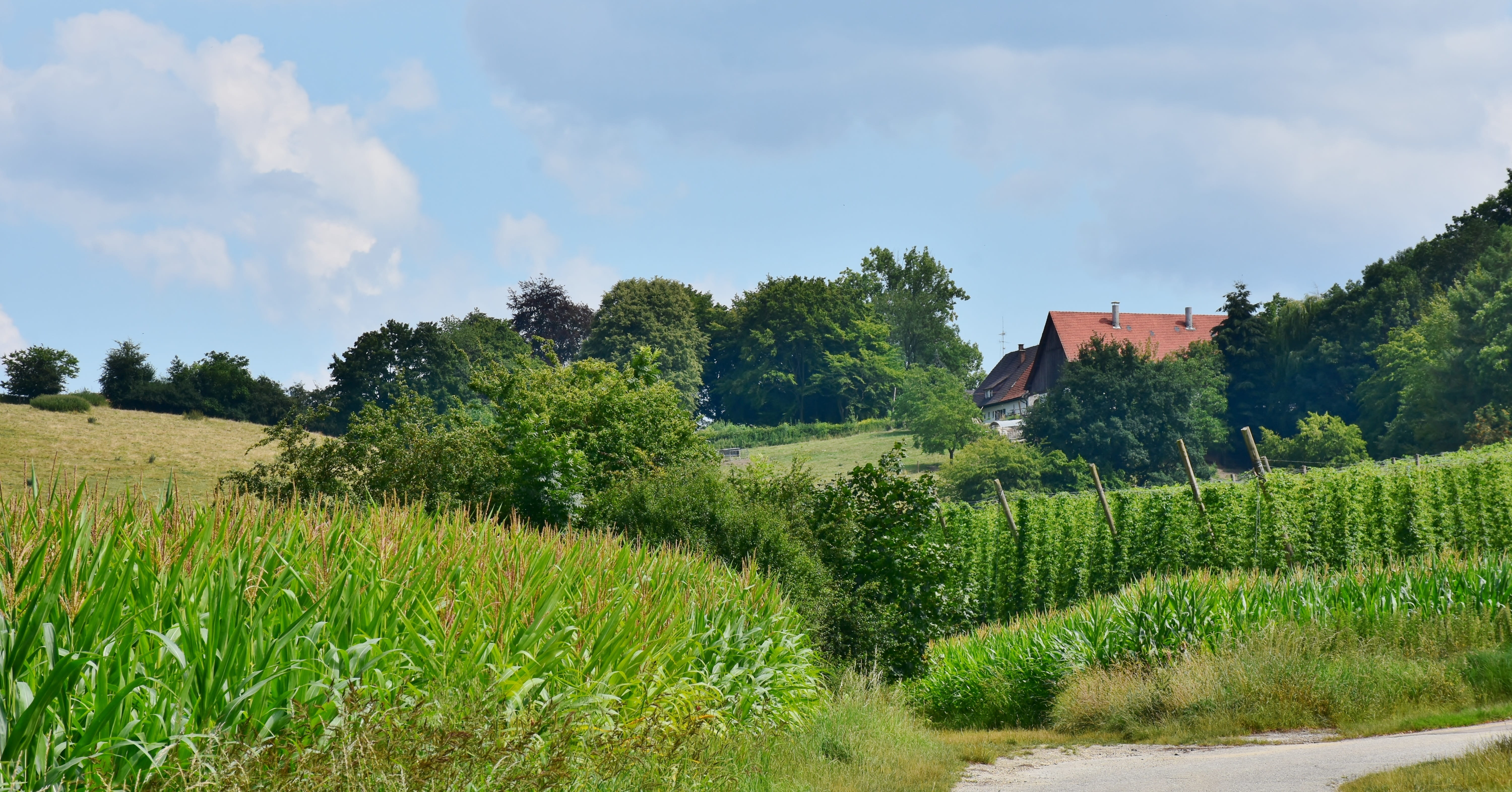 grass, sky, beer brewing, hop-growing area, green color, hof, tree, climber plant, architecture, built structure, idyll, field, plant, cloud - sky, holledau, HD Wallpaper