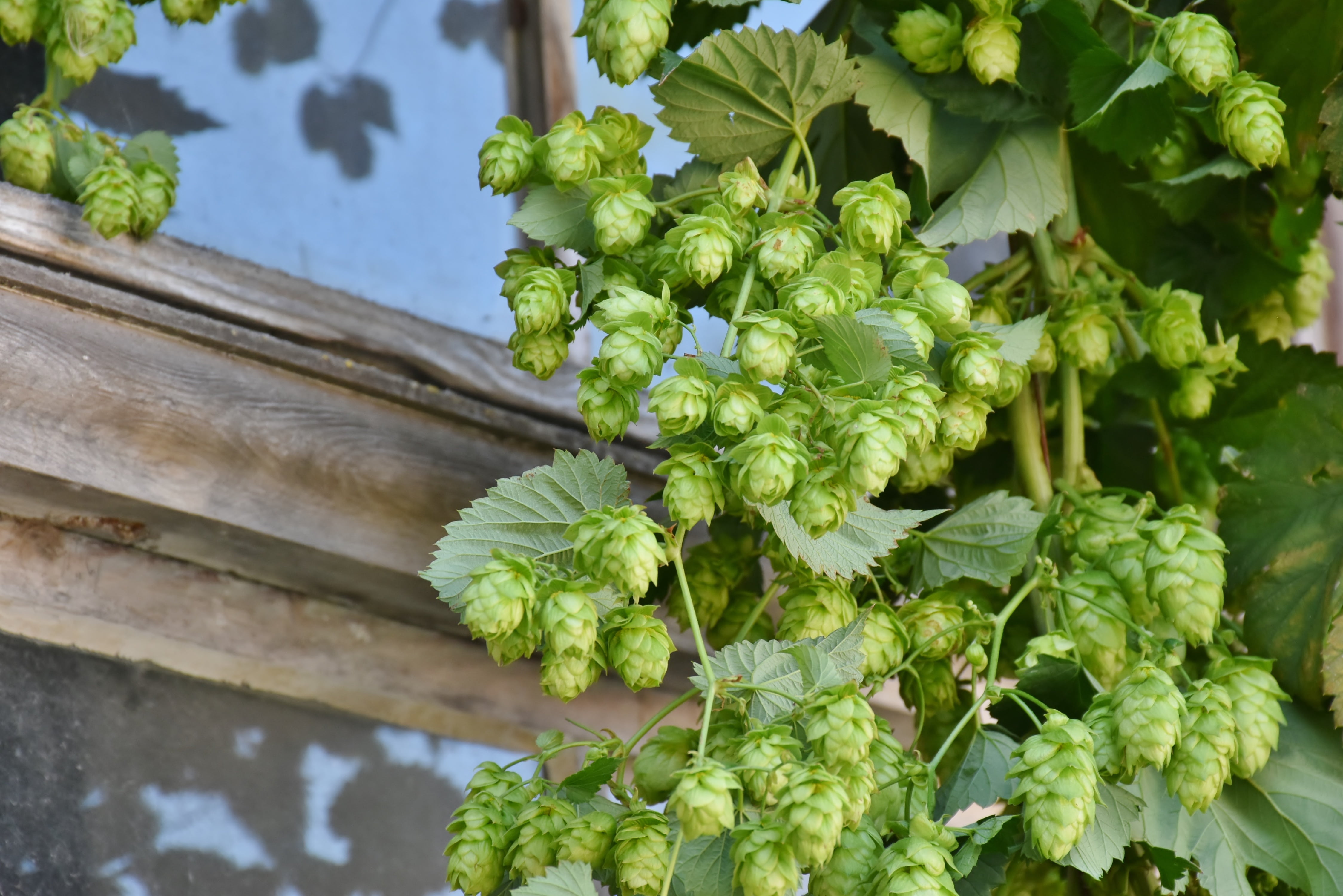 beer, plant part, holledau, close-up, hops, brew, selective, 4K, green, nature, harvest, beauty in nature, hop harvest, hopfendolde, hop garden, growth, HD Wallpaper