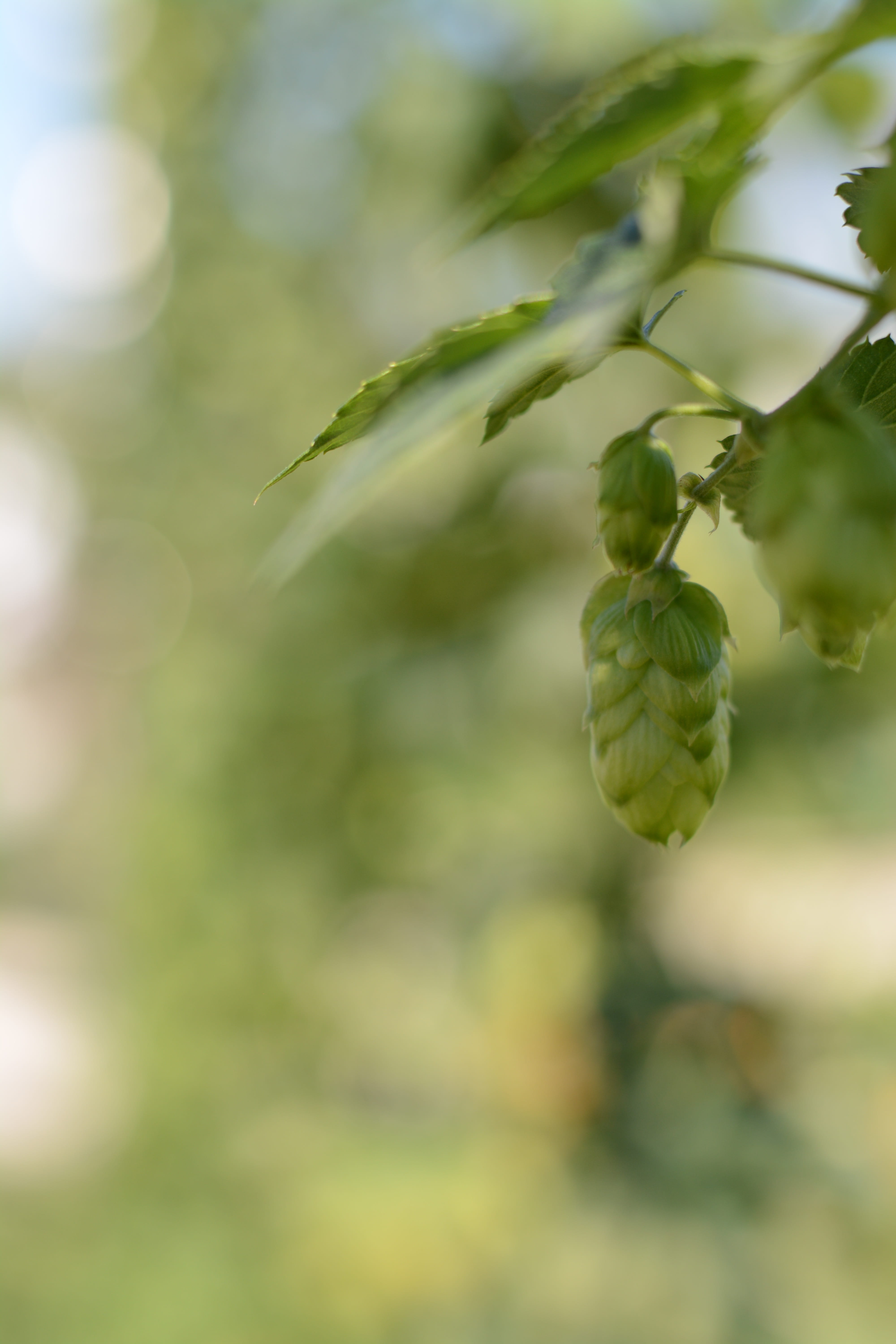 climber, hop garden, ear, nature, hopfendolde, growth, umbel, agriculture, hops, outdoors, focus on foreground, 5K, food, plant, plant part, bavaria, beauty in nature, Phone HD Wallpaper